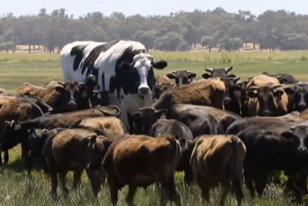 Knickers, a Holstein Friesian, weighs in at 1,400kg (220 stone) and is