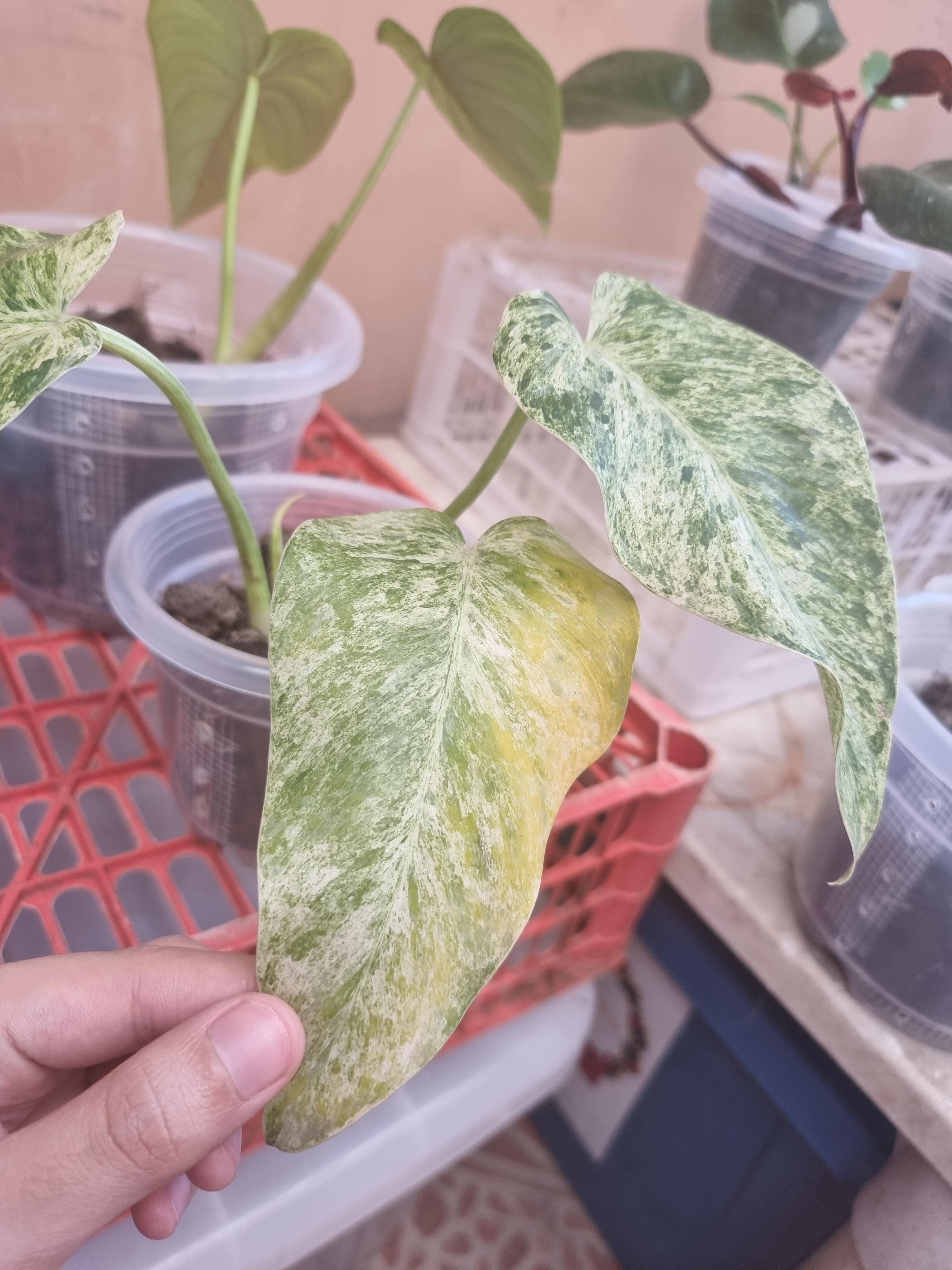 Giganteum Blizzard Marble leaf yellowing after repot. Is this a normal yellow due to stress or