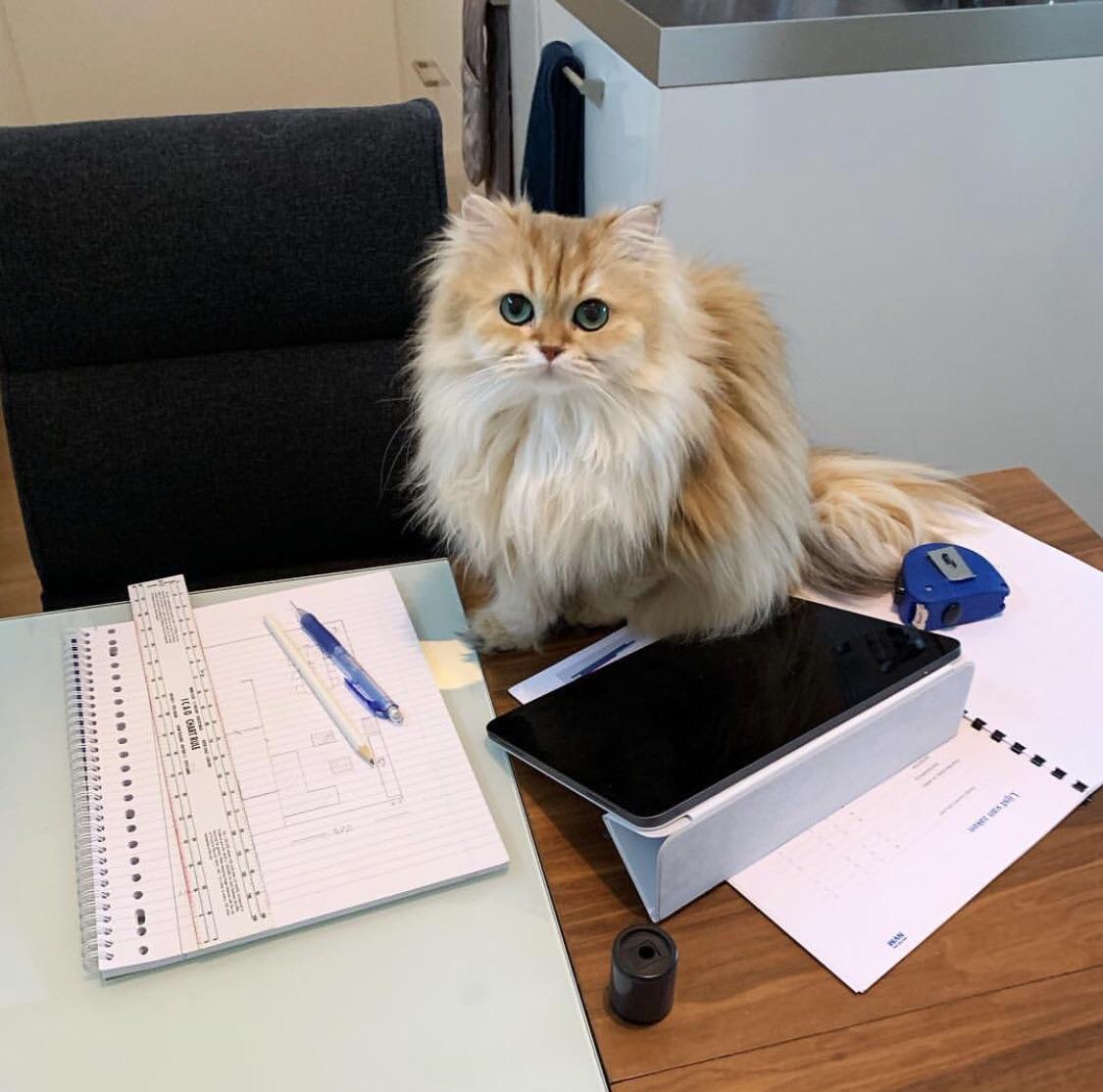 Accountant Catswithjobs
