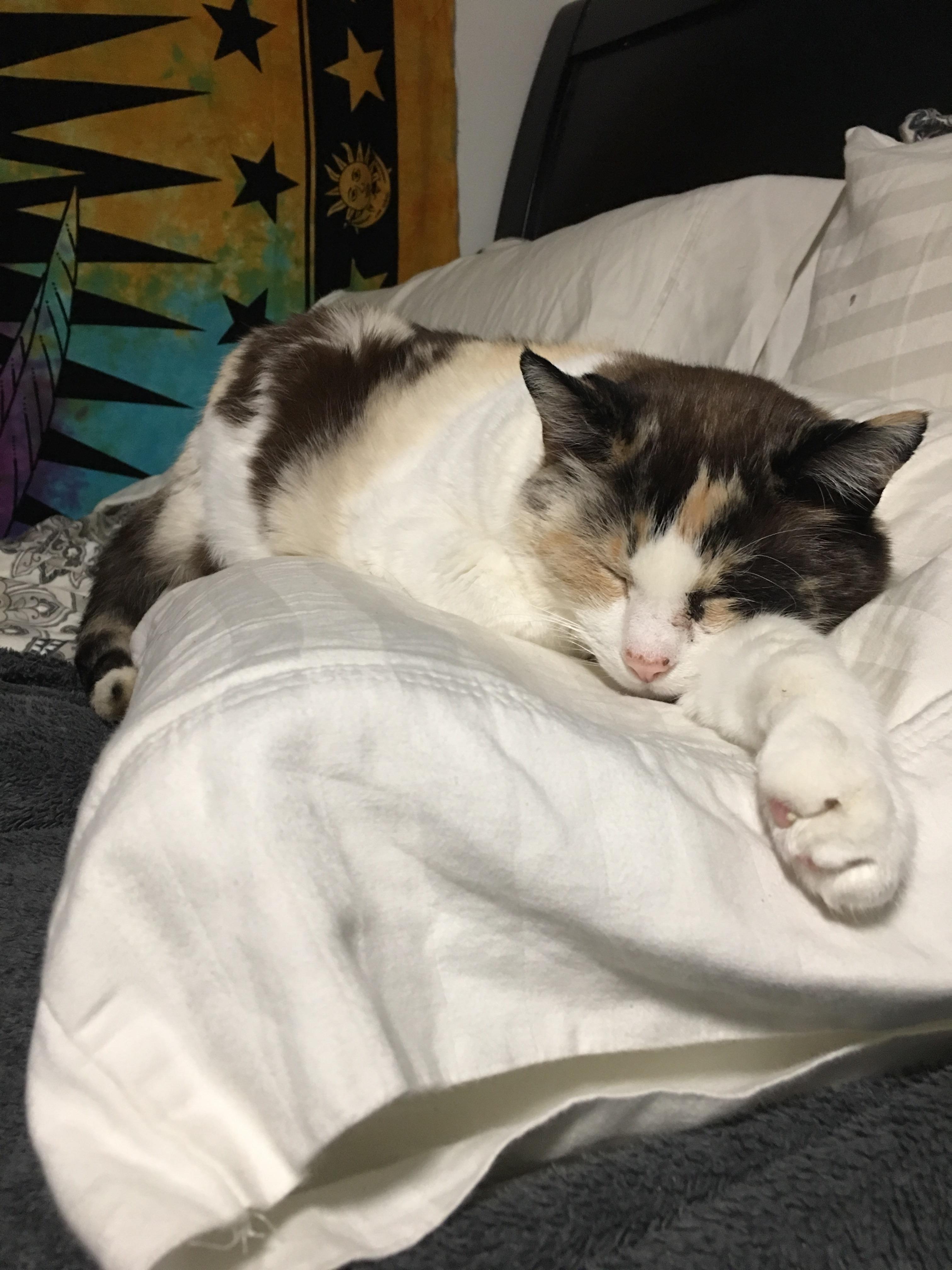 here’s my beloved senior kitty, kitty!(18) the absolute best cat i’ve