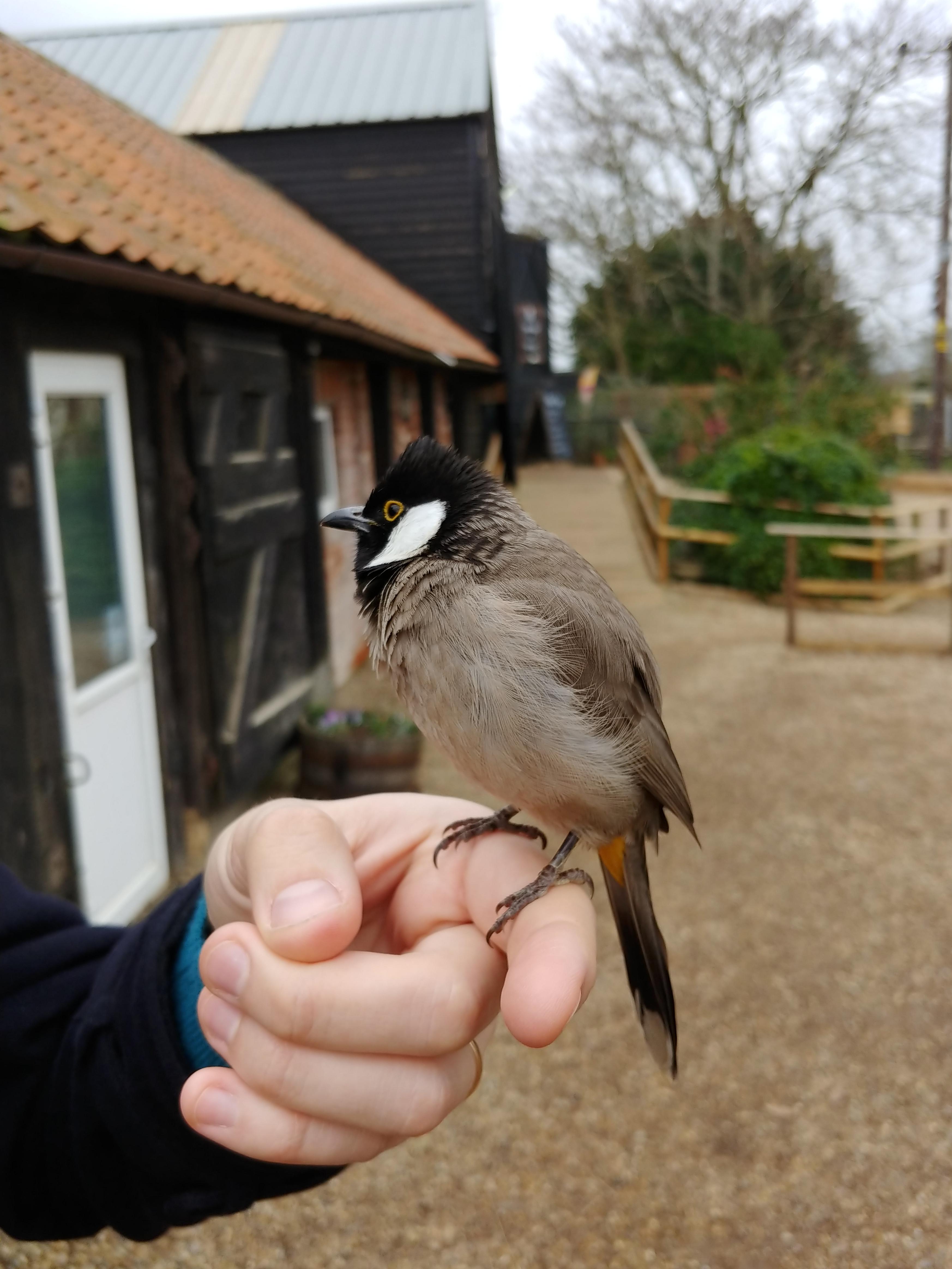 Essex, UK! What's this bird please? r/whatsthisbird