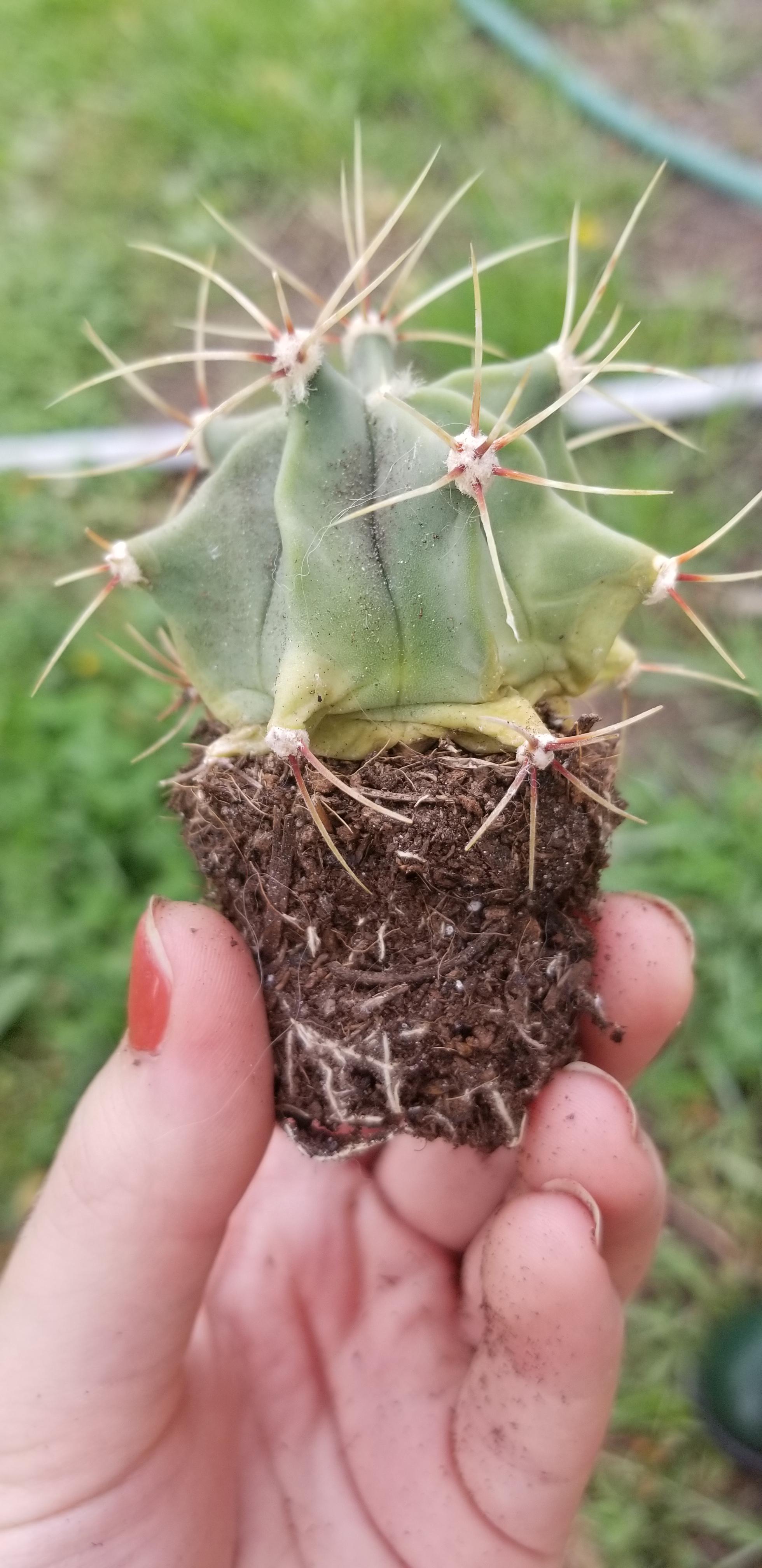 Can anyone tell me why my cactus is turning yellow and collapsing at