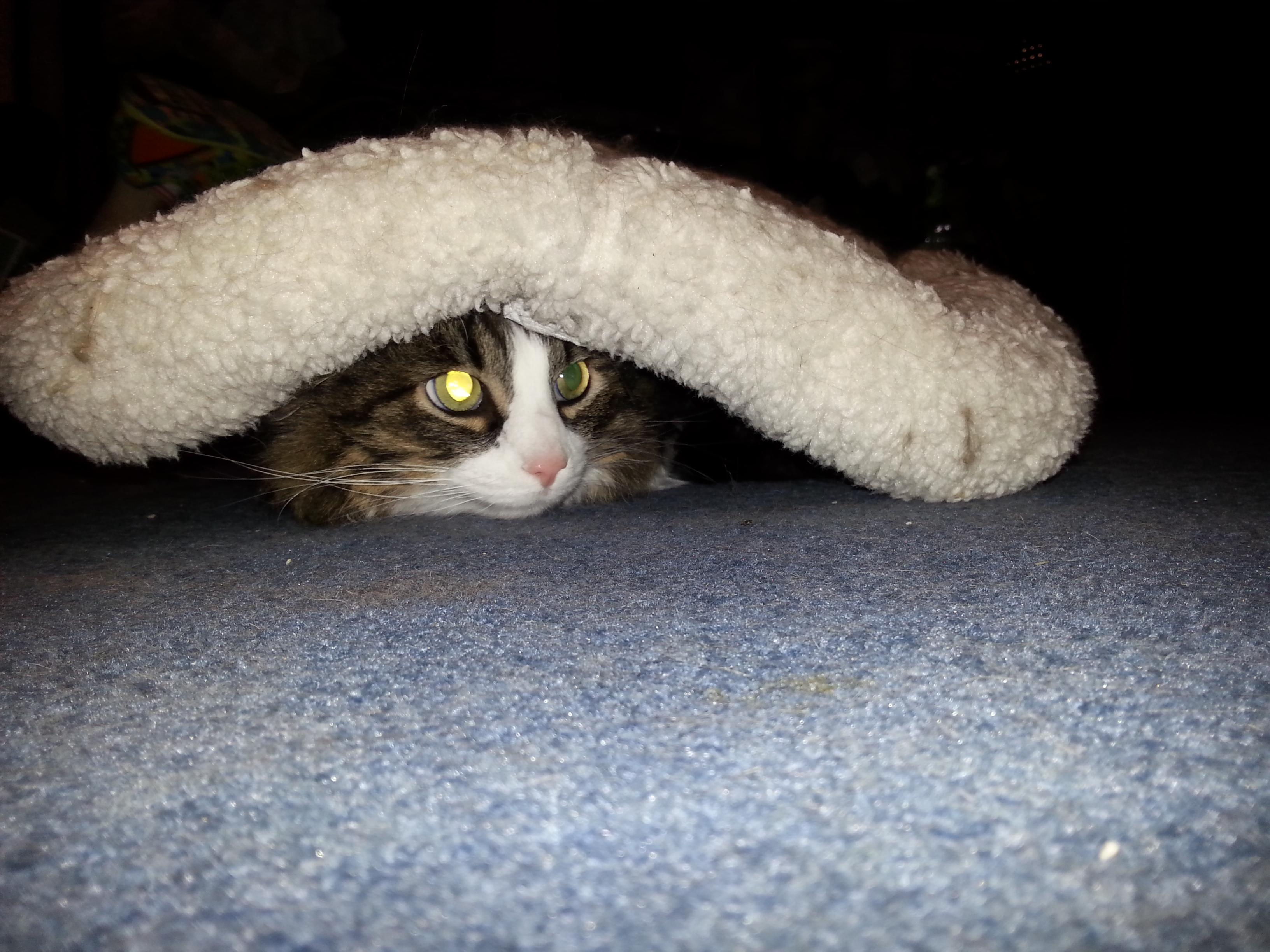 My grandmother's cat, Rascal, hiding under his bed during a