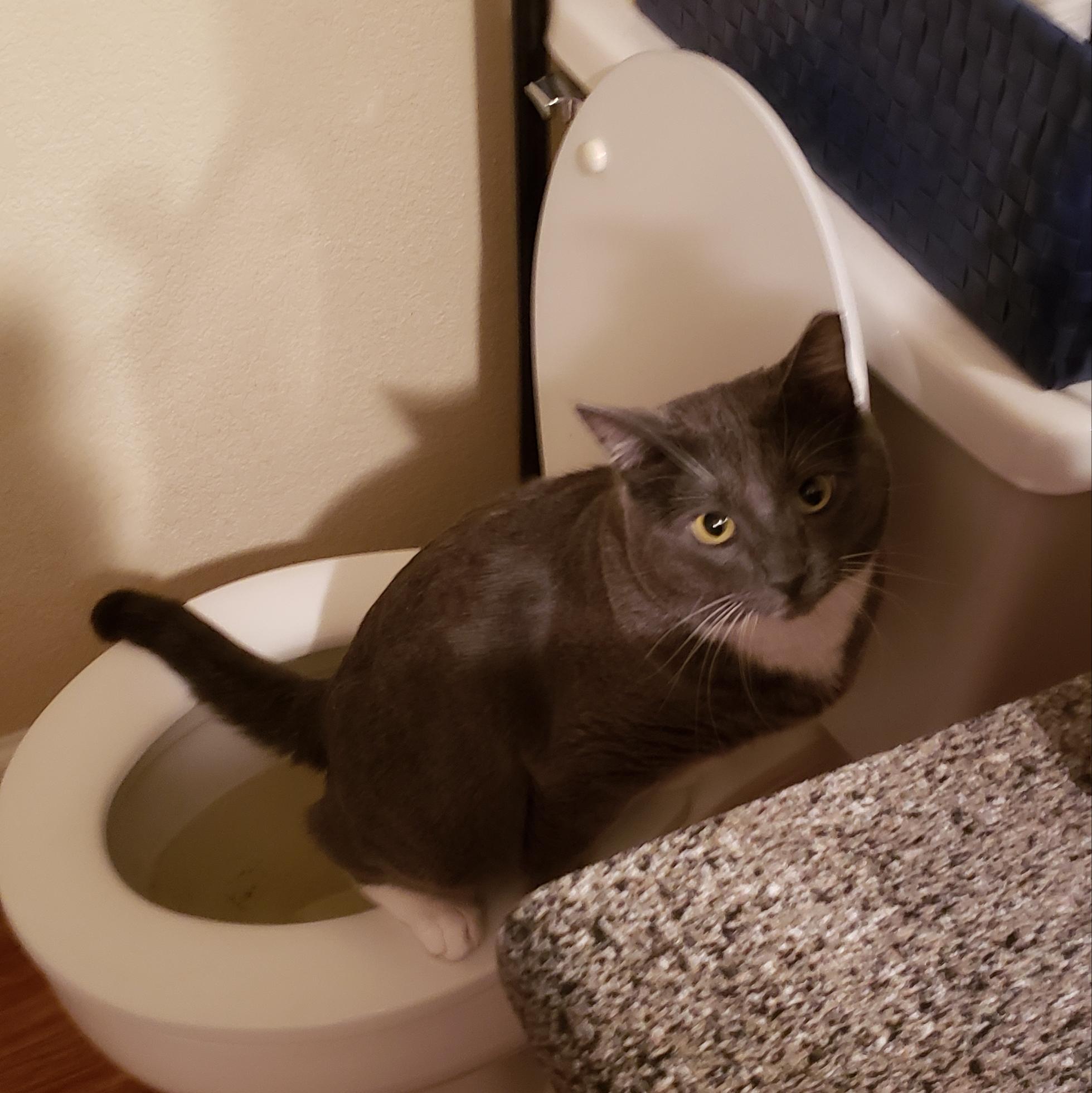 Successful toilet training! r/CatTraining
