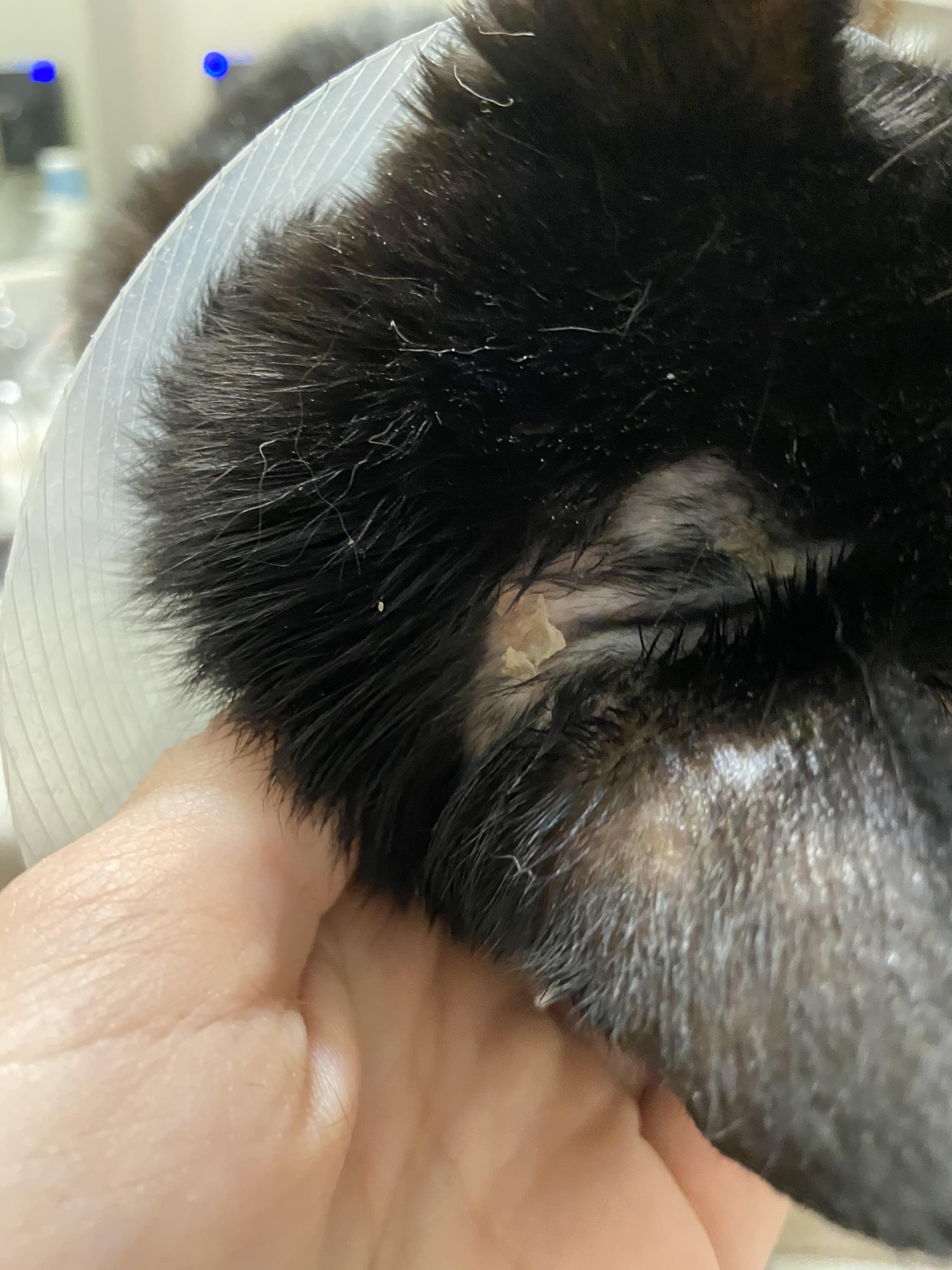 Cat is losing hair behind ear and having like scabs? i’m not sure where