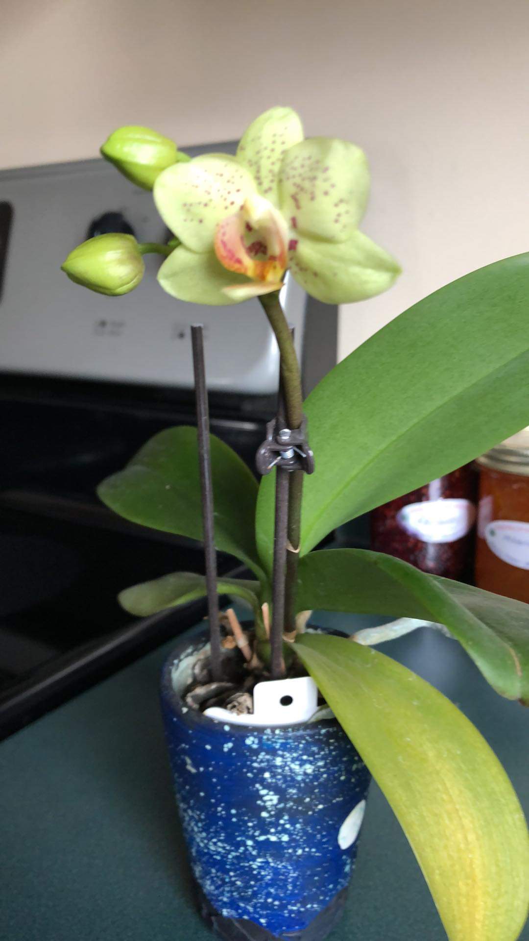 Turns out an orchid I got my mother 3 years ago is still alive and just