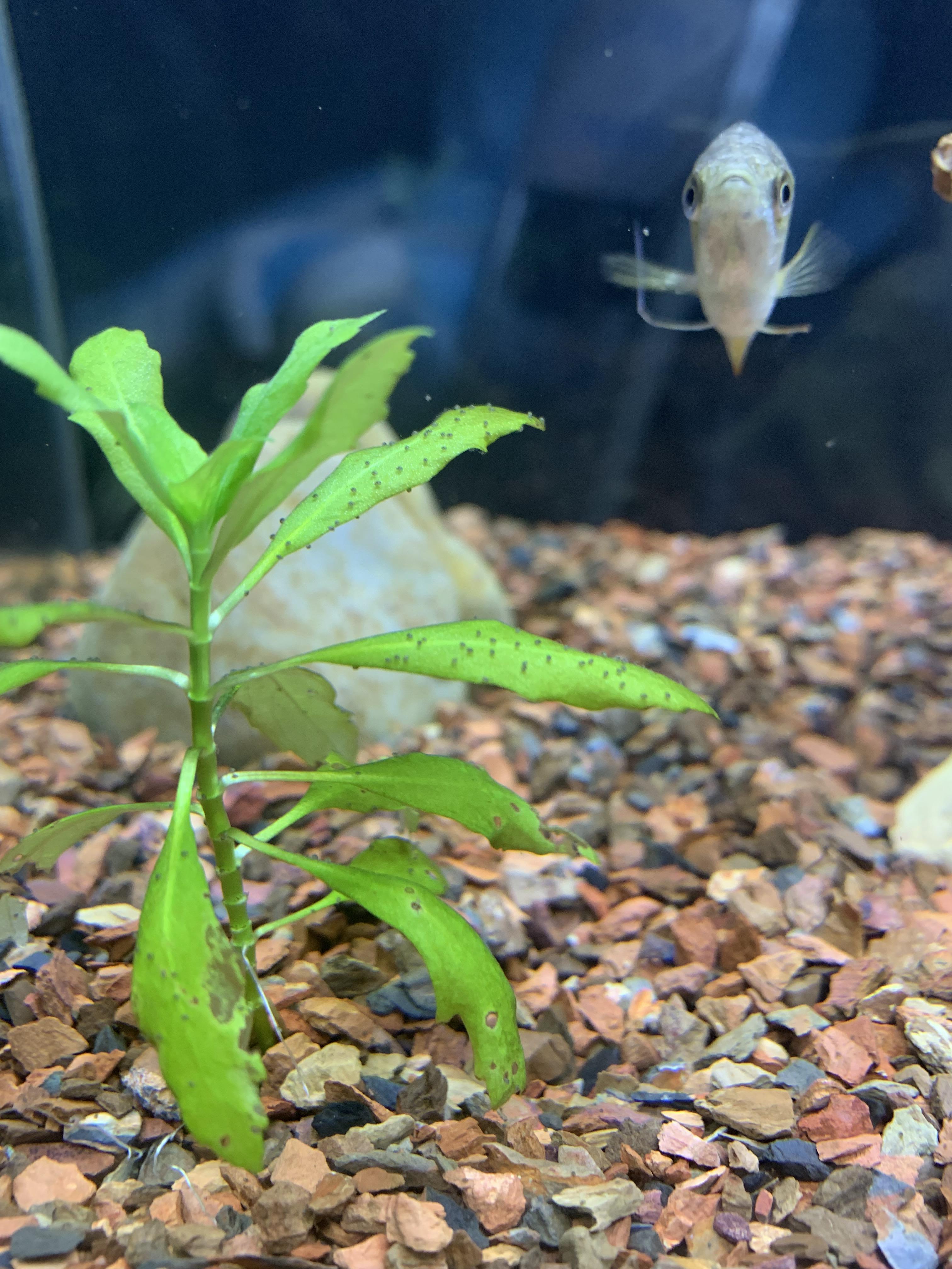 “Mites” after water change? What are they? How do I combat them? r