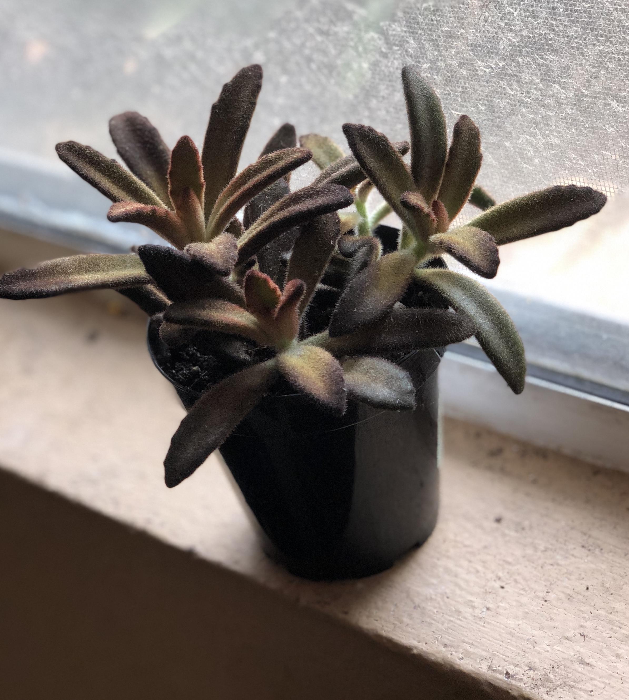 Kalanchoe Cinnamon. My first fuzzy plant! r/succulents