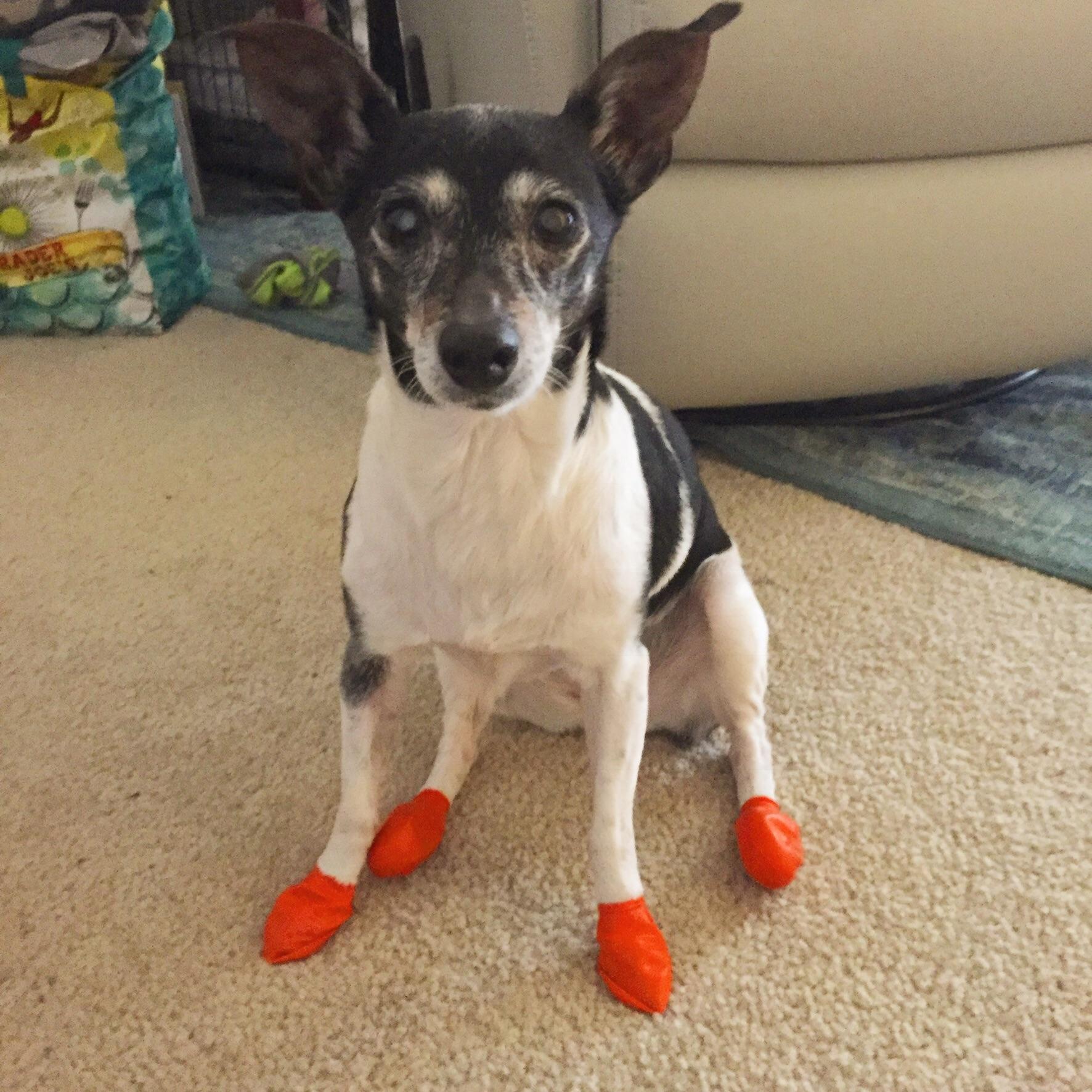 Rare footed Rat Terrier r/ratterriers