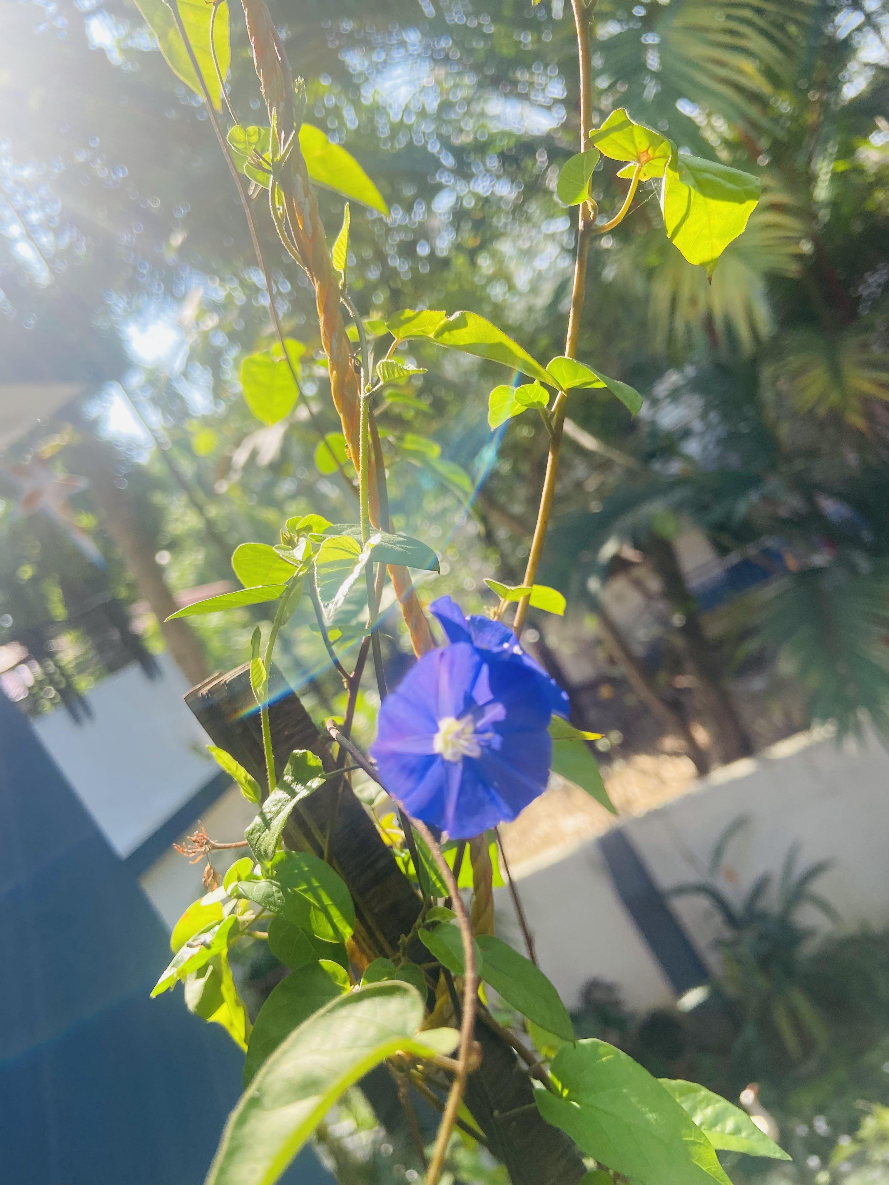Morning Glory. Happy New Year ) r/natureporn