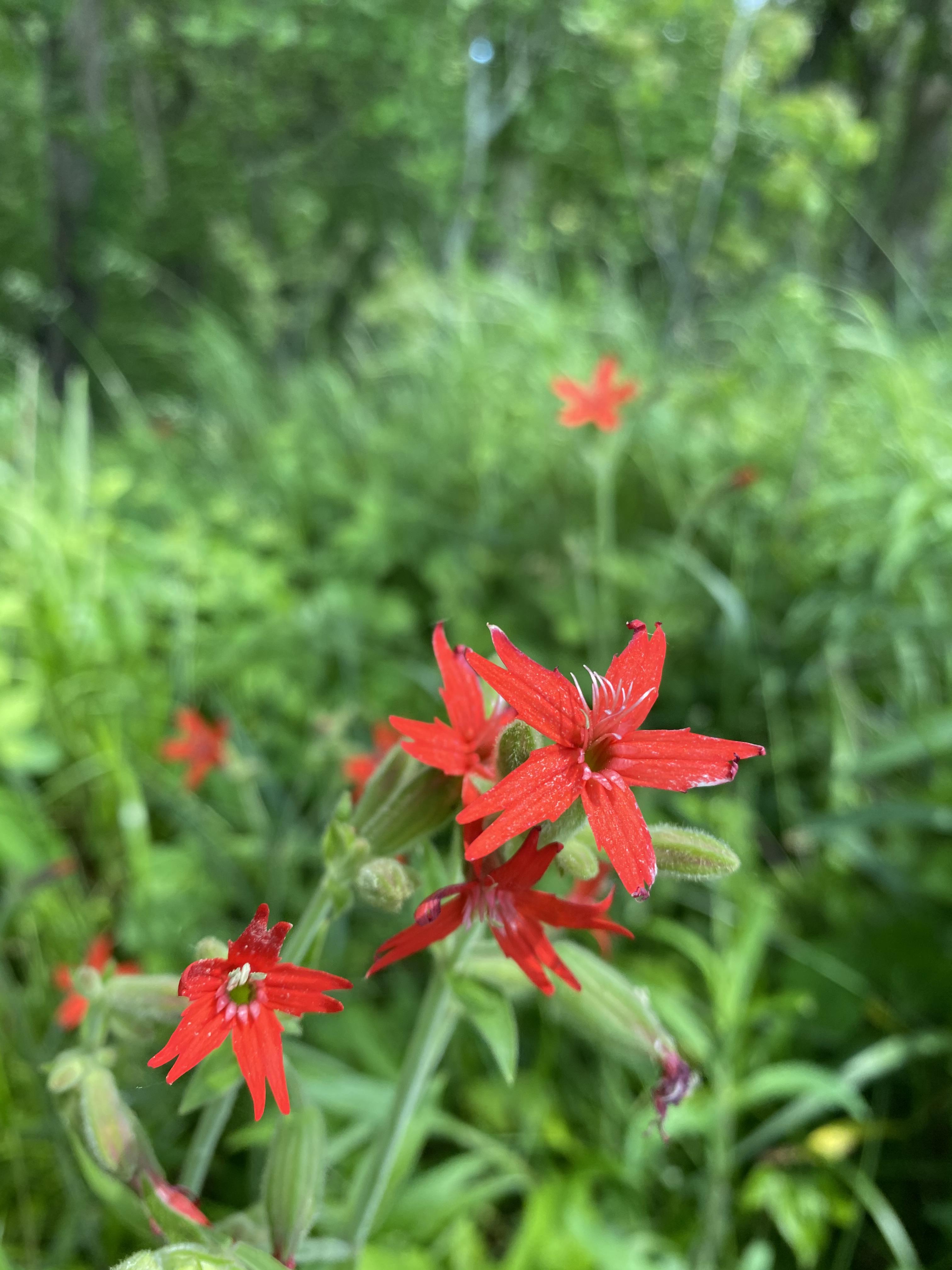 Fire Pink, a hummingbird Silene virginica. Zone 5b, IL, USA