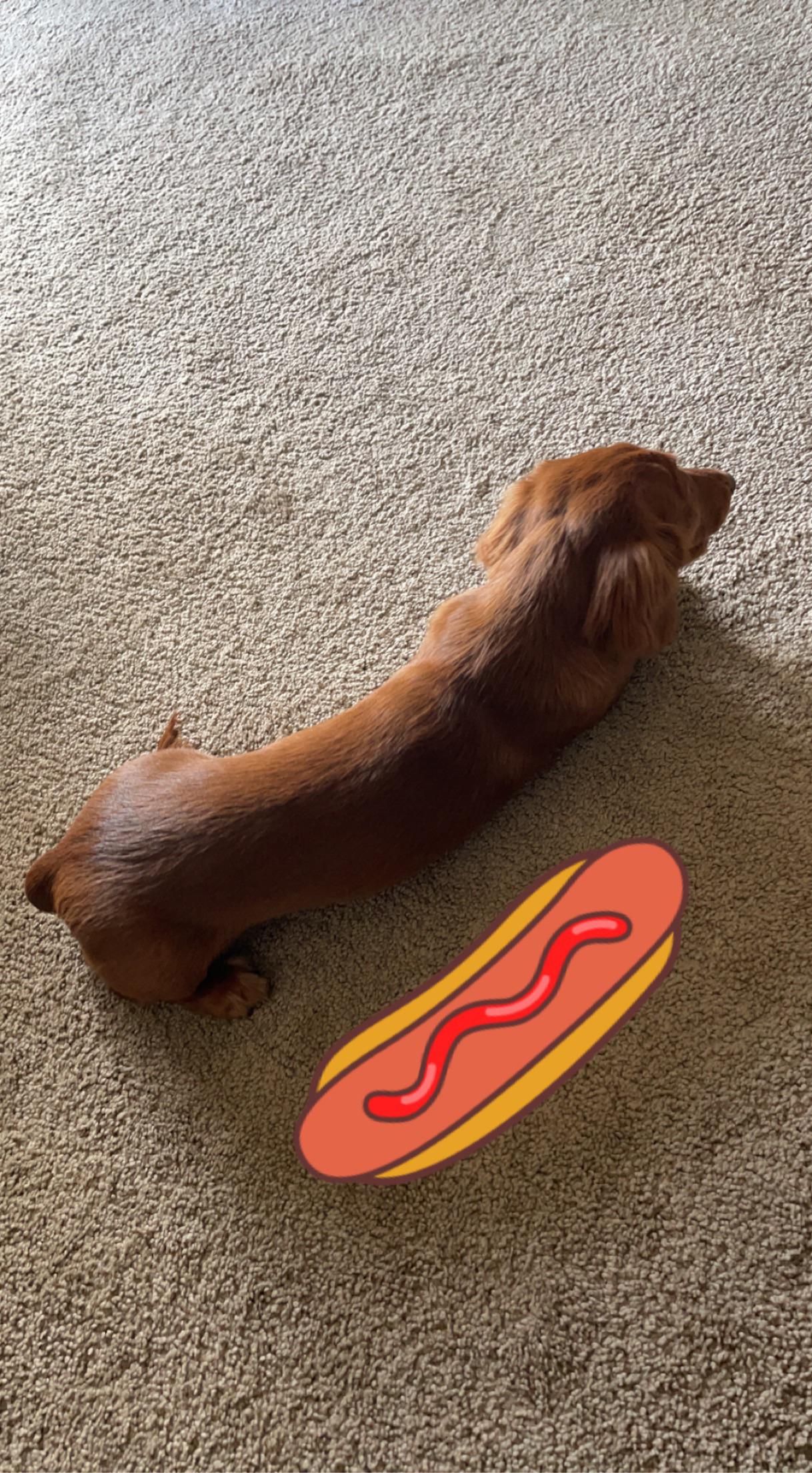 hot dog hot dog hot diggity dog r/dachshunds