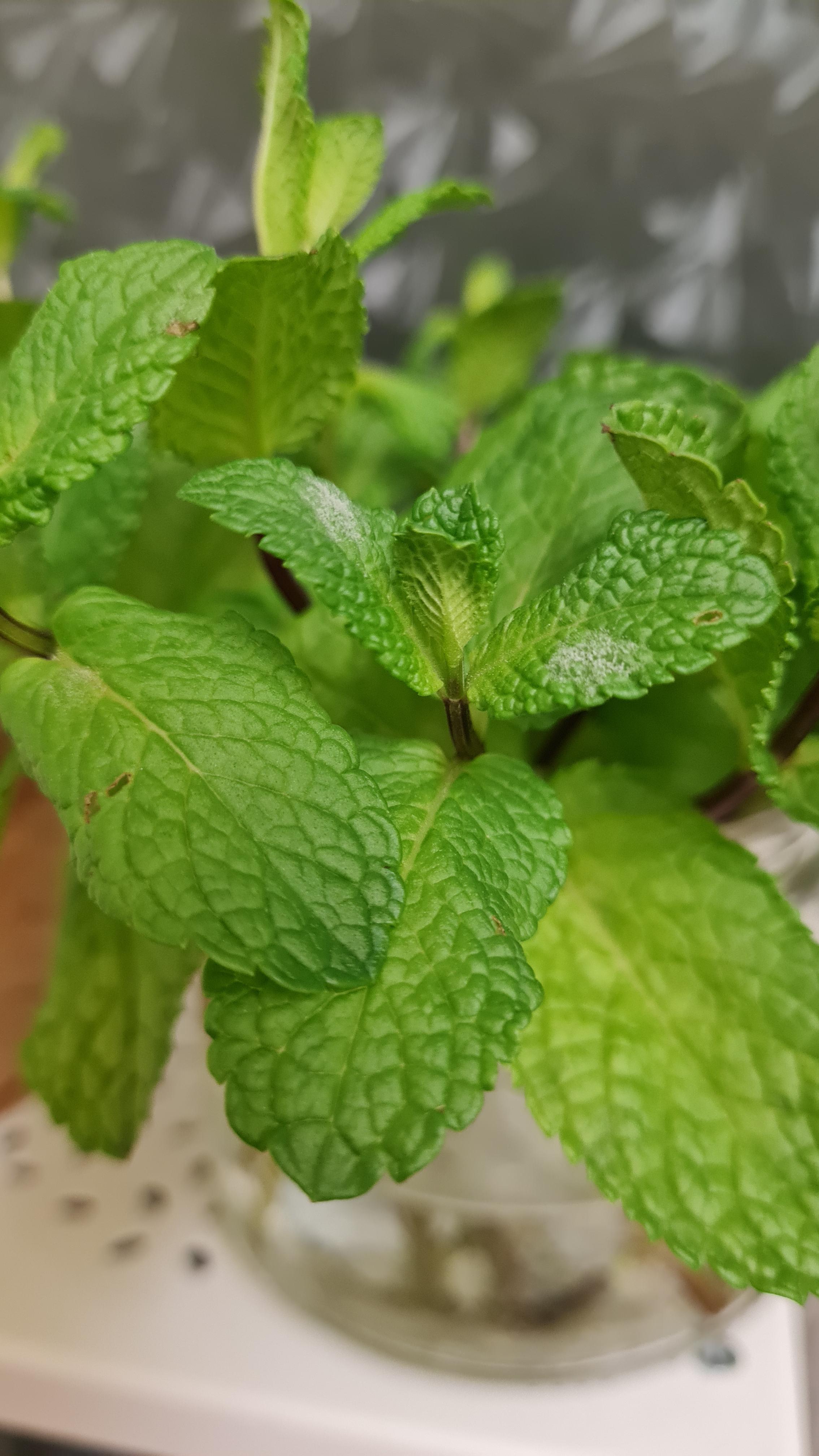 Does anyone know what this white fuzzy stuff is on my mint leaves? I