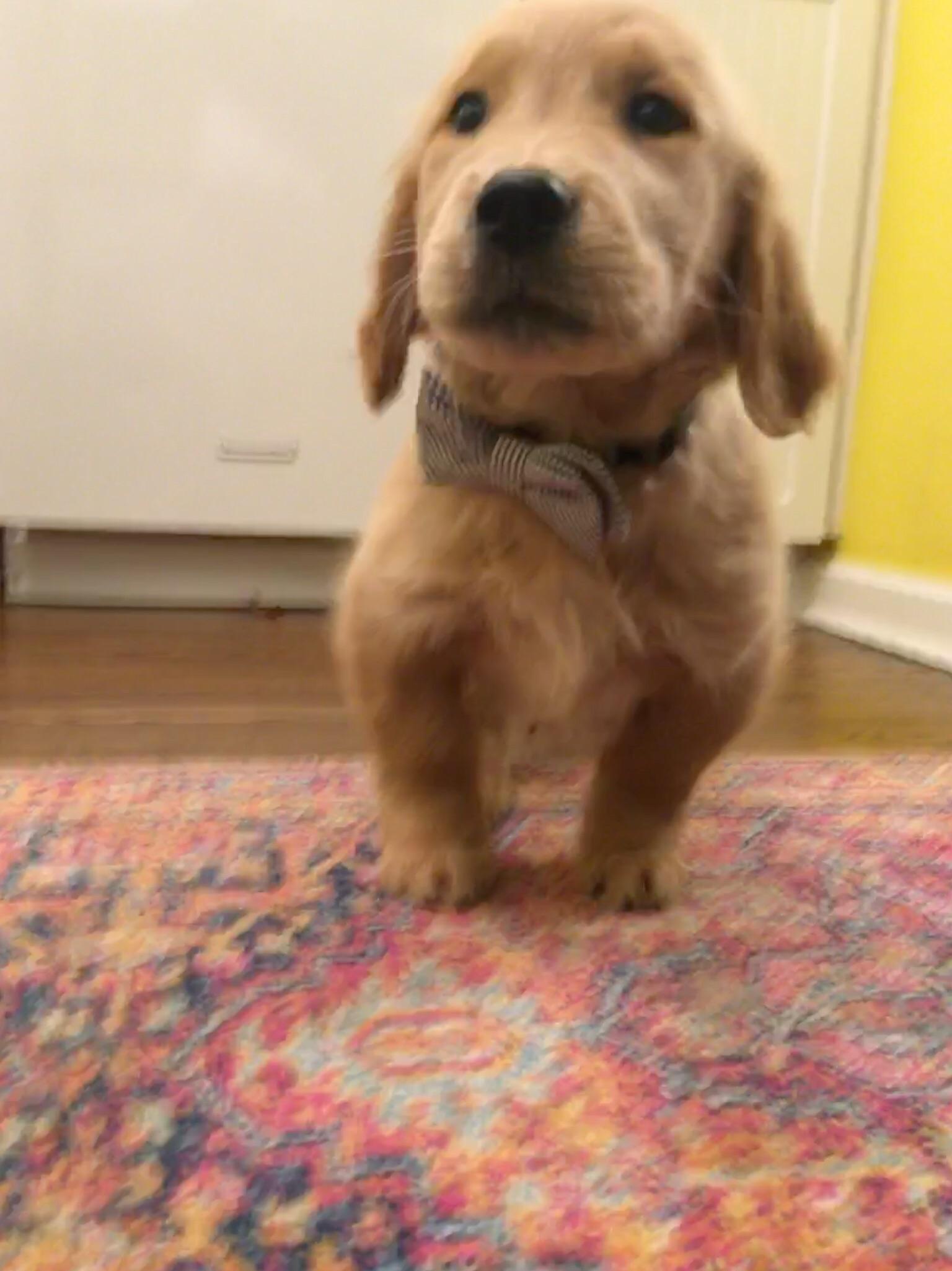 Cute Golden Retriever Runt Full Grown l2sanpiero