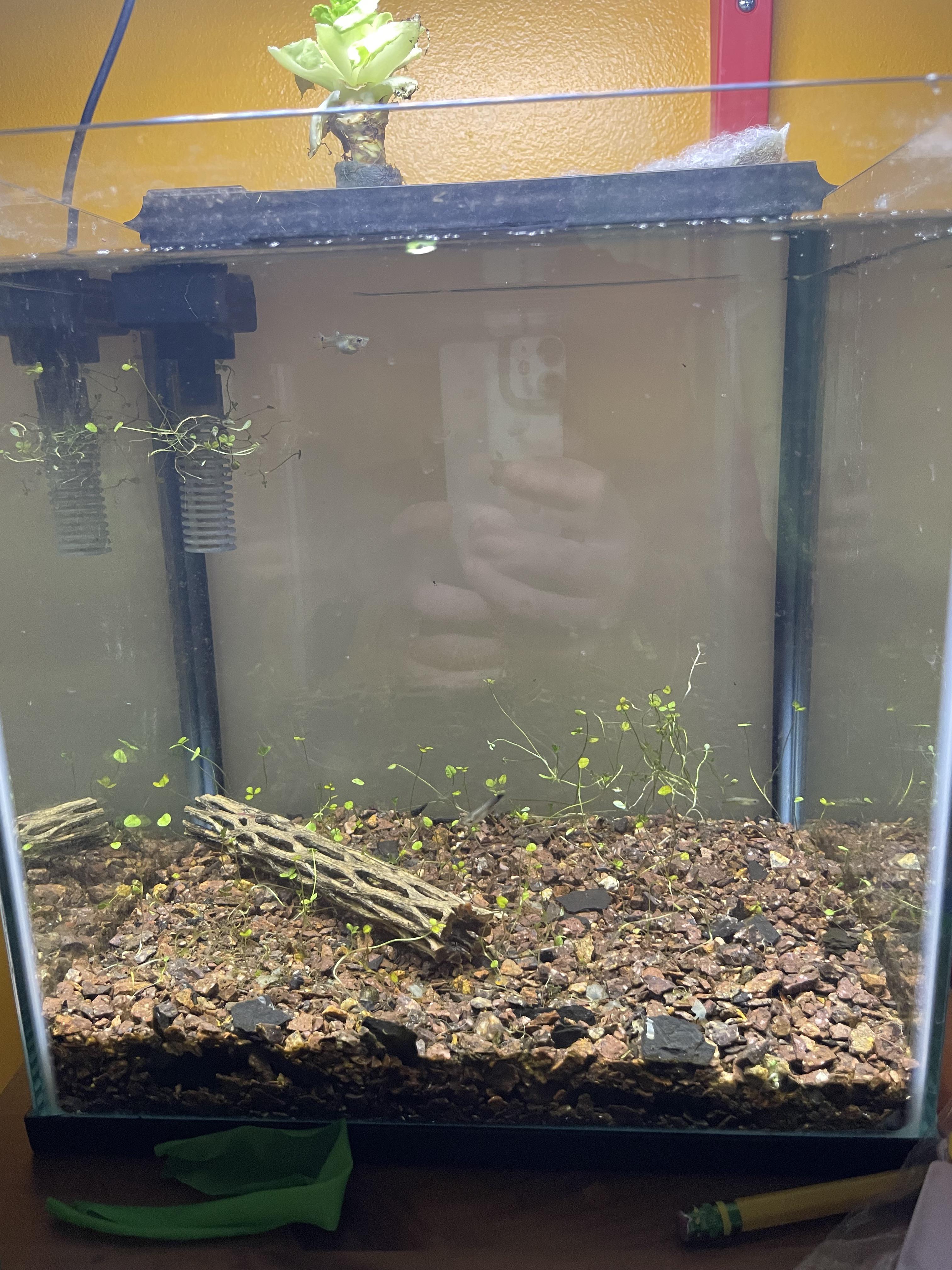 3gal stoking ideas I currently have 3 baby guppies but I will take them