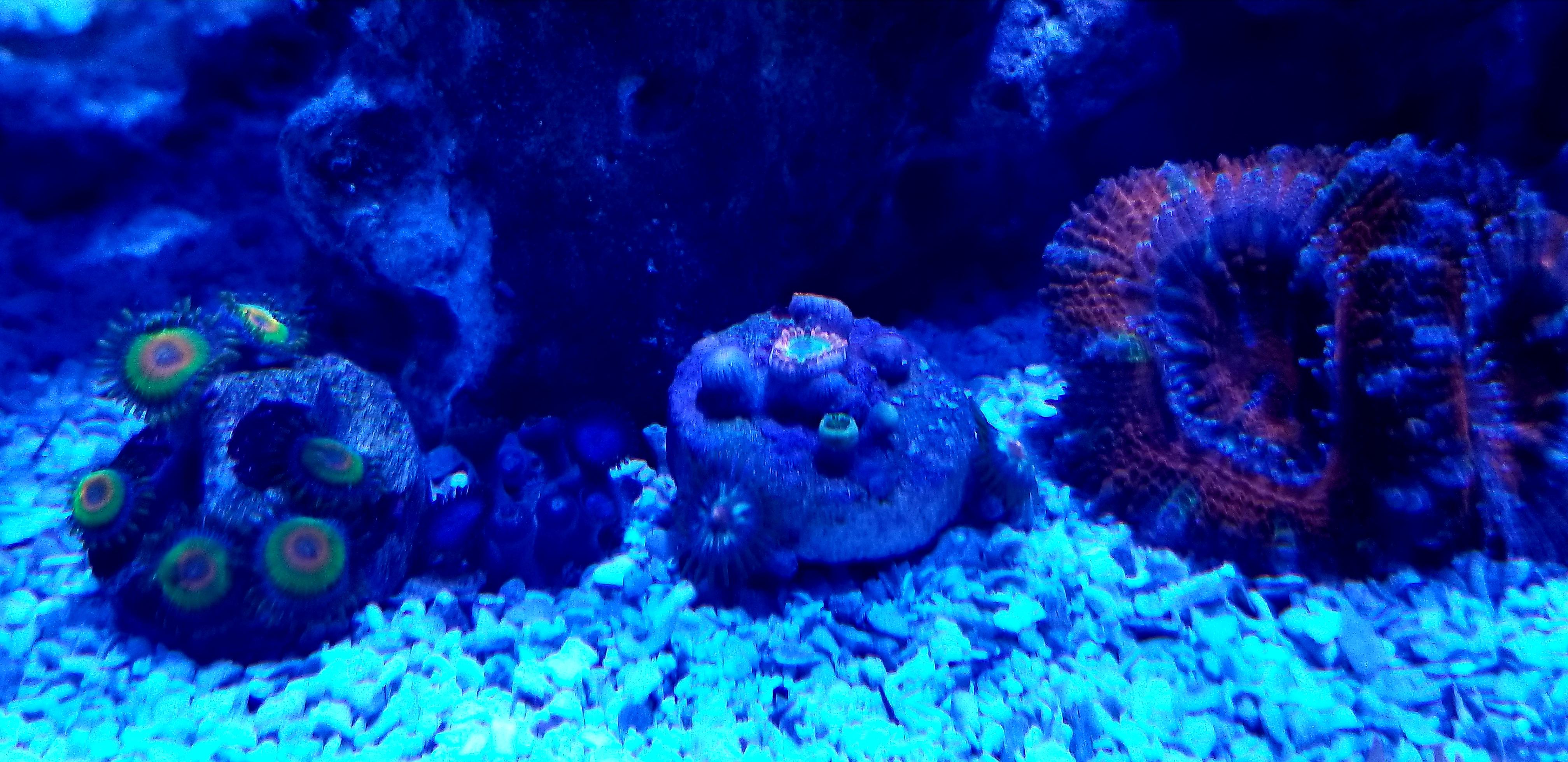 The start of my zoa garden..starting with rasta's , light blue blue zoa