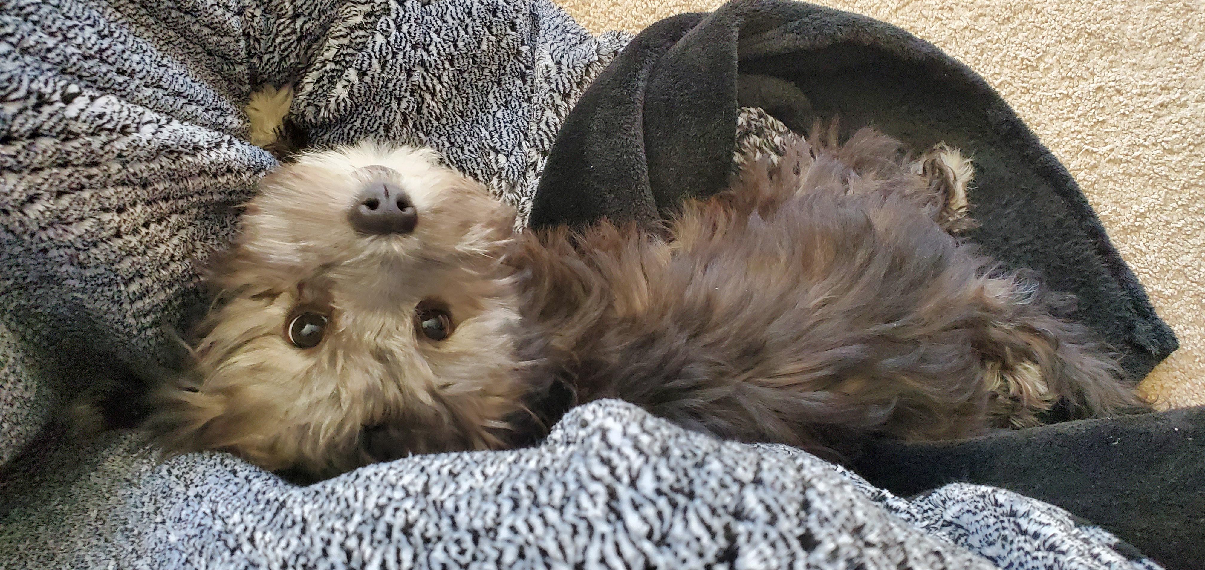 New Costco blanket an exact match with my puppy... and she loves it