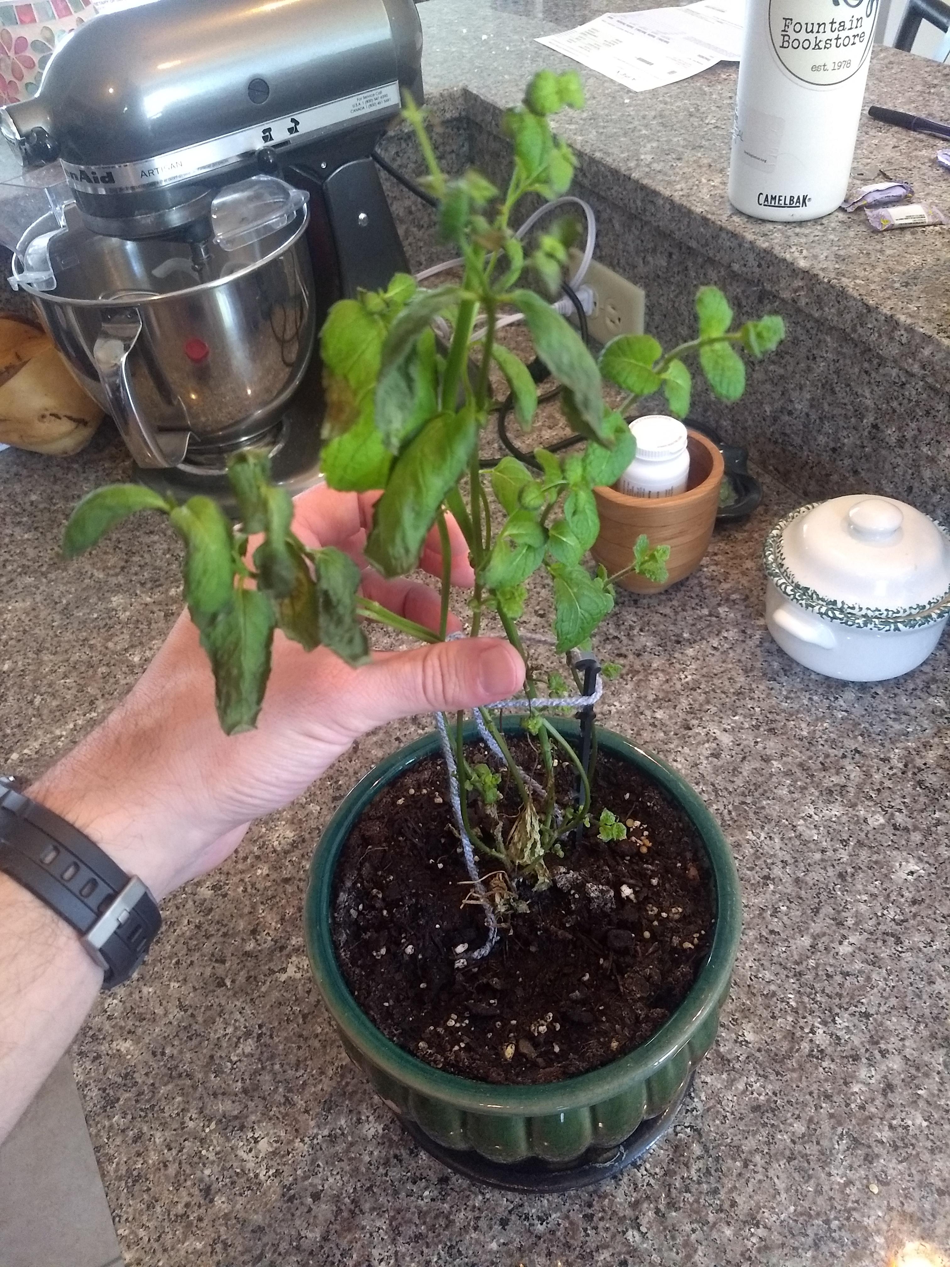 A second peppermint plant dying the same way. What am I doing wrong