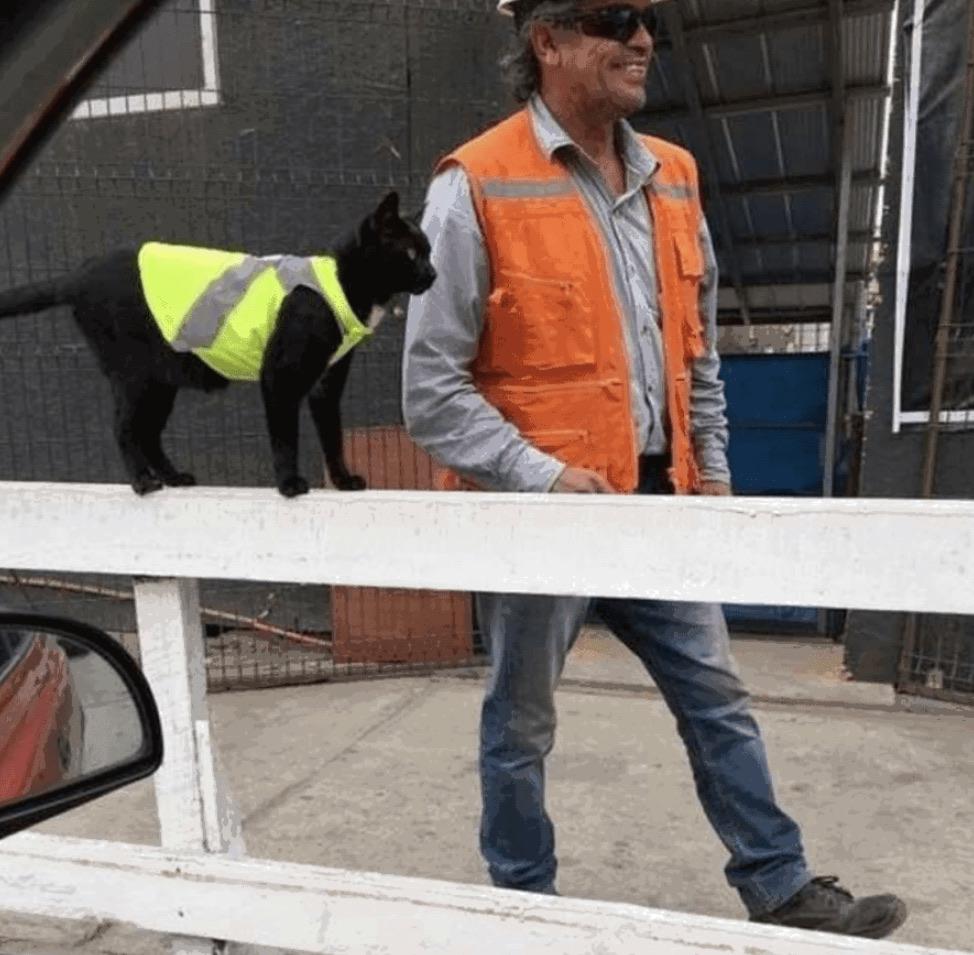This cat wearing a hivis vest is the cutest thing I’ve seen today r/aww