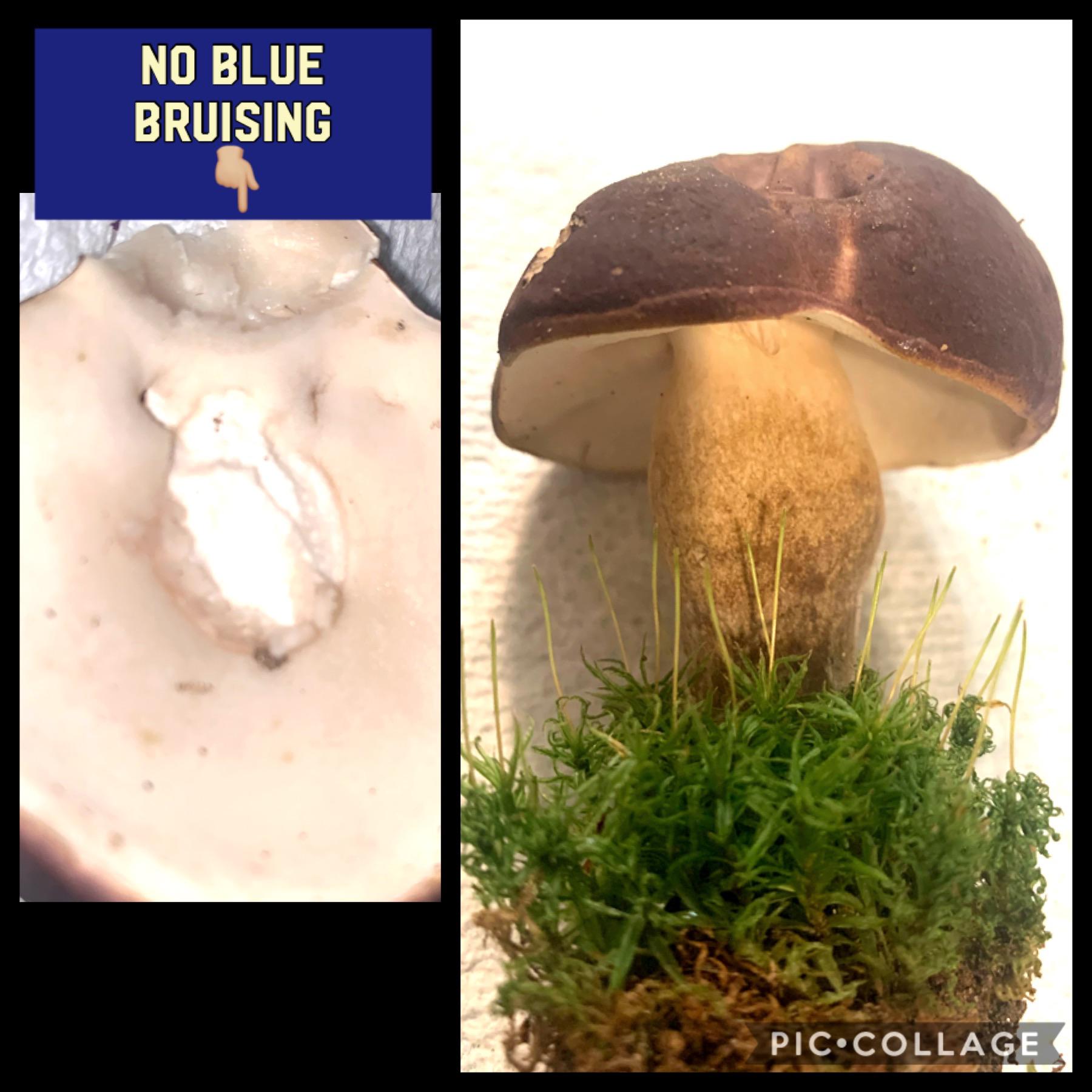 Thinking this is Boletus edulis? (Porcini?) Found in moss near an oak tree, southeast US, about