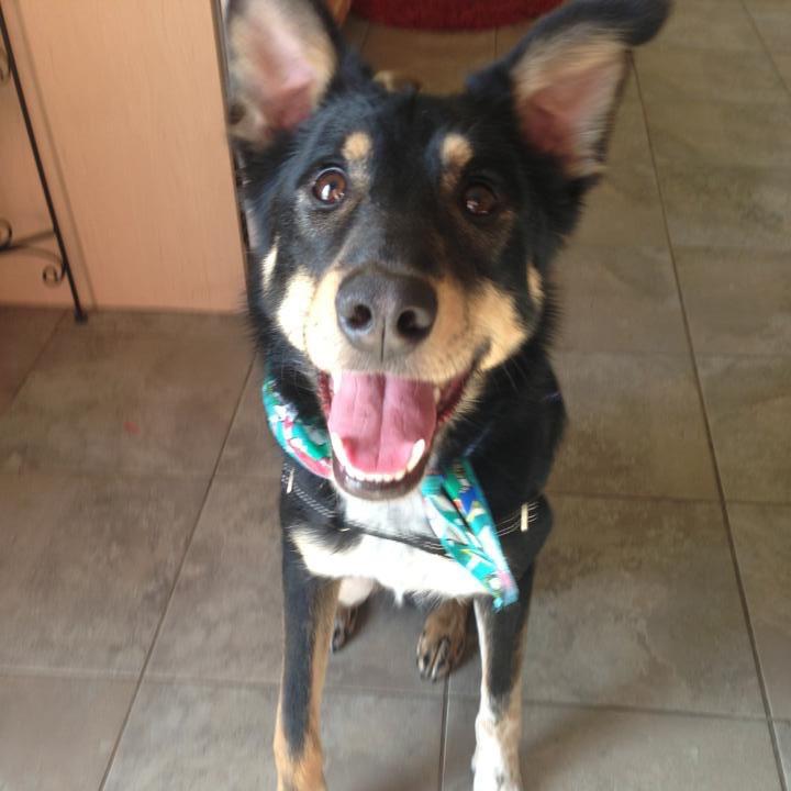 Is my dog possibly a kelpie? r/kelpie