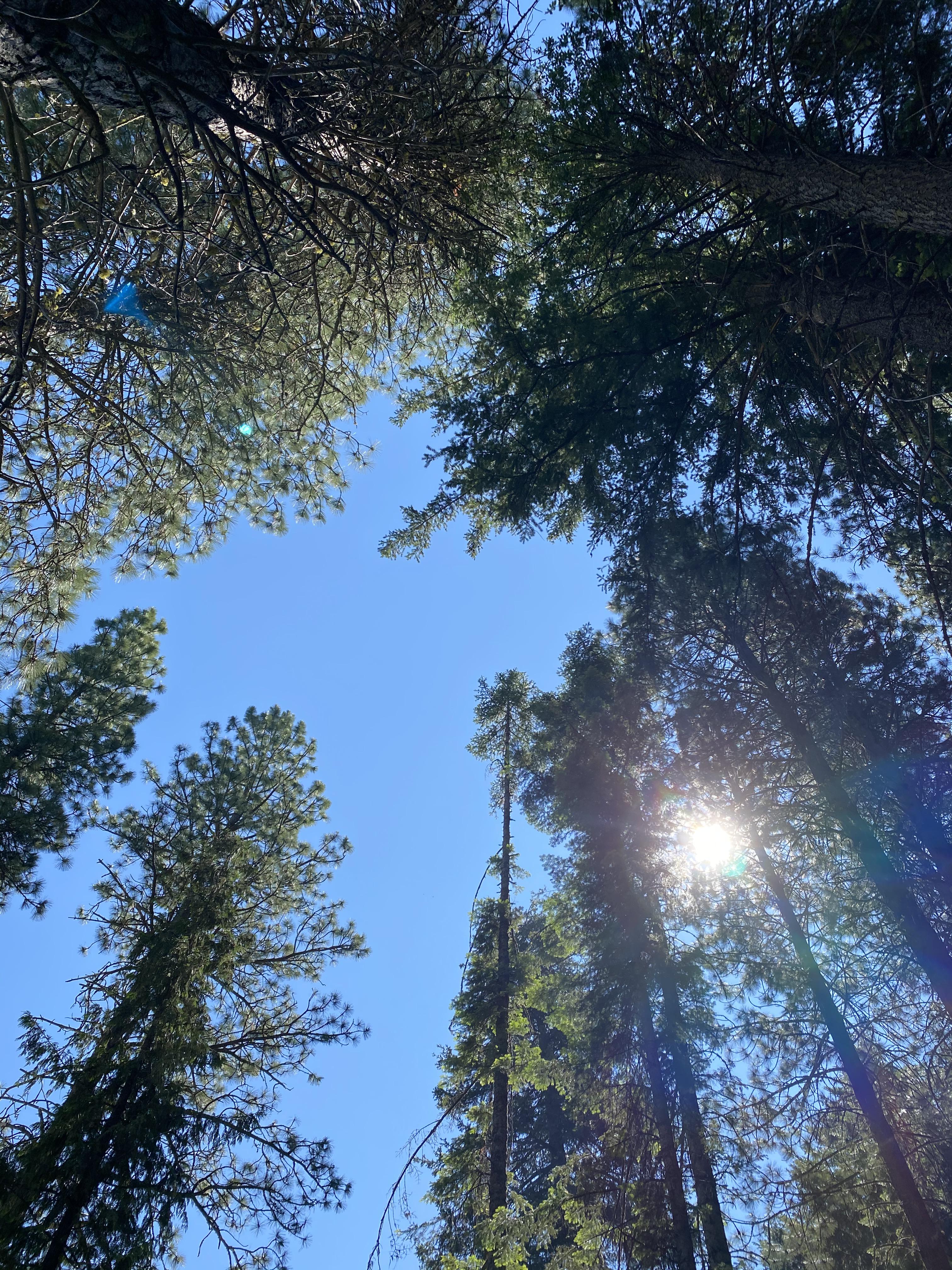 Took this shot through the trees at Fish Lake, WA. Was camping at the