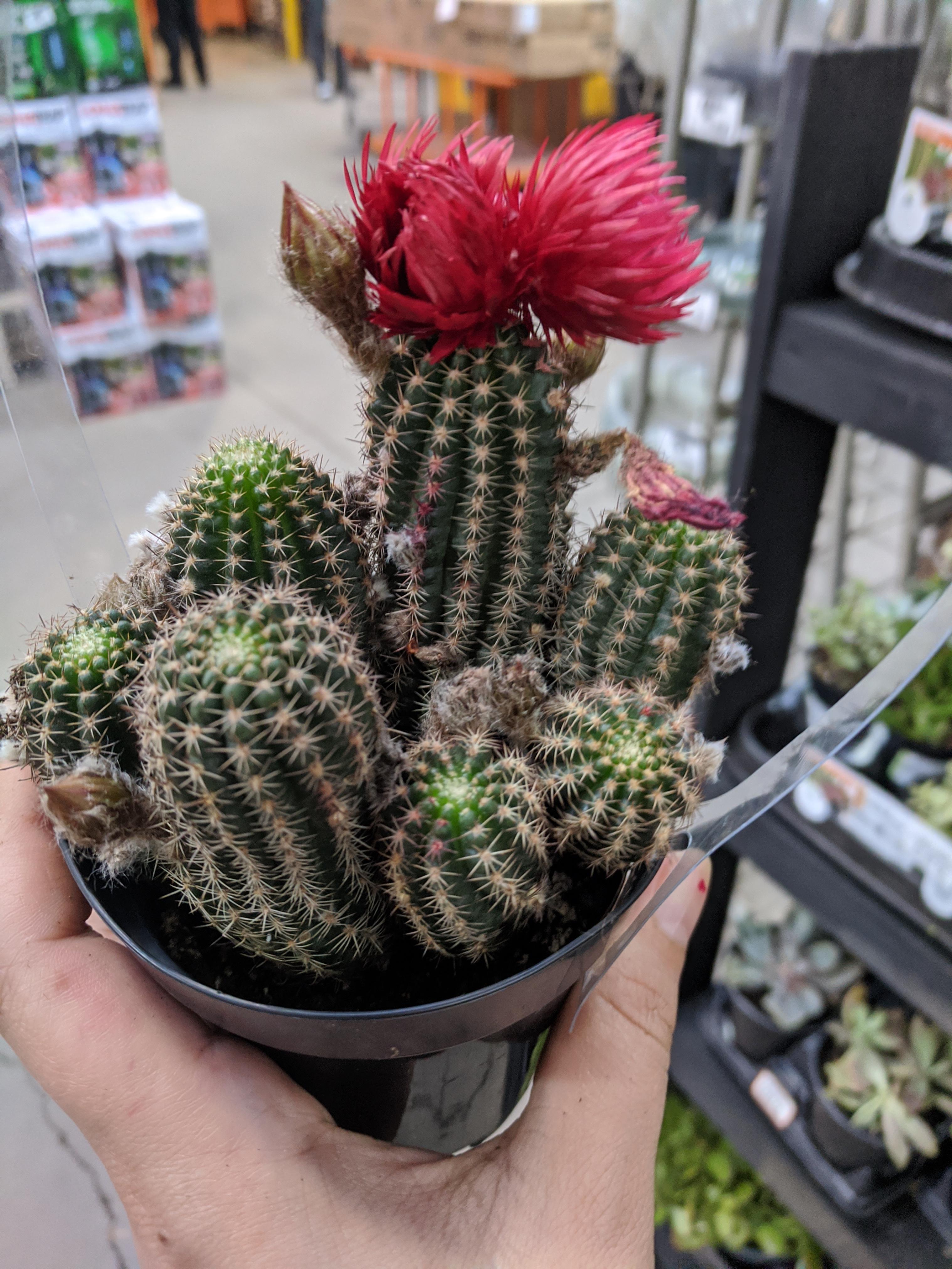 Can someone please tell me what this is and how to care for it? Bought