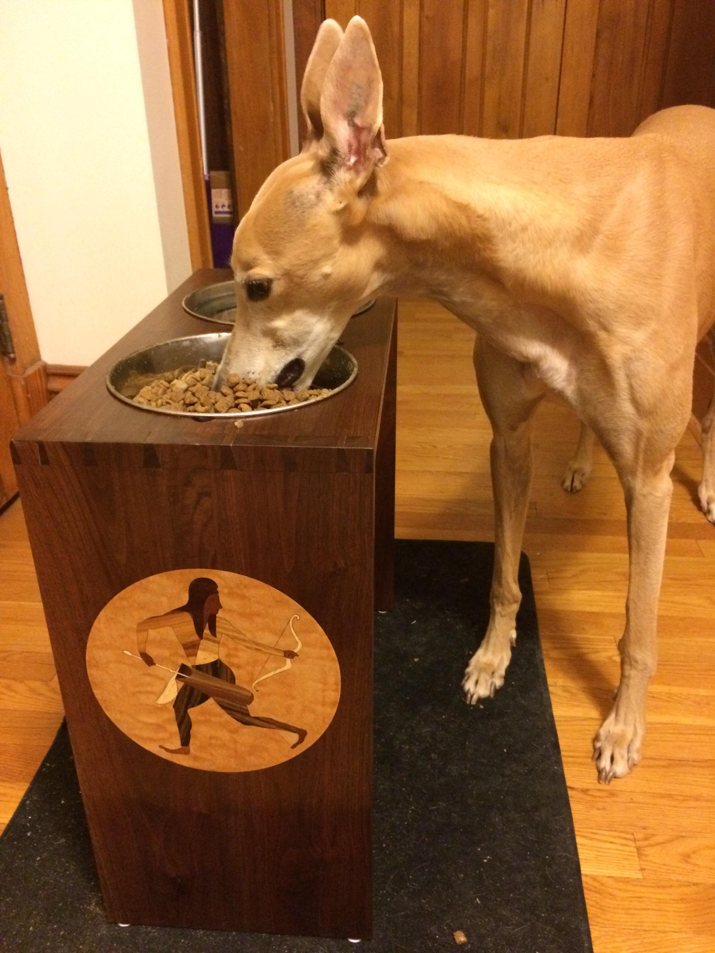 A tol dog needs a tol bowl stand r/Greyhounds