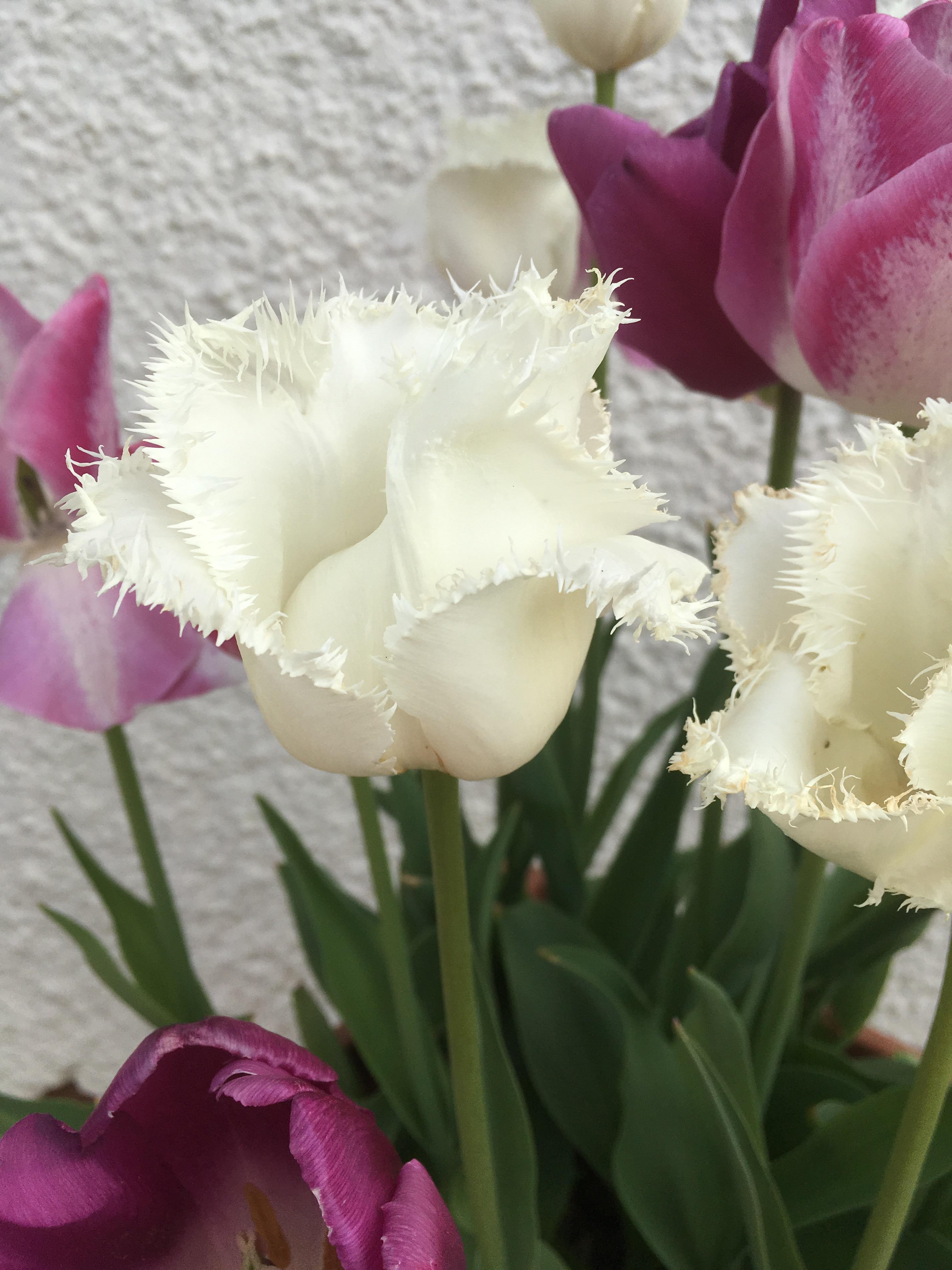 Very pretty tulip. r/flowers