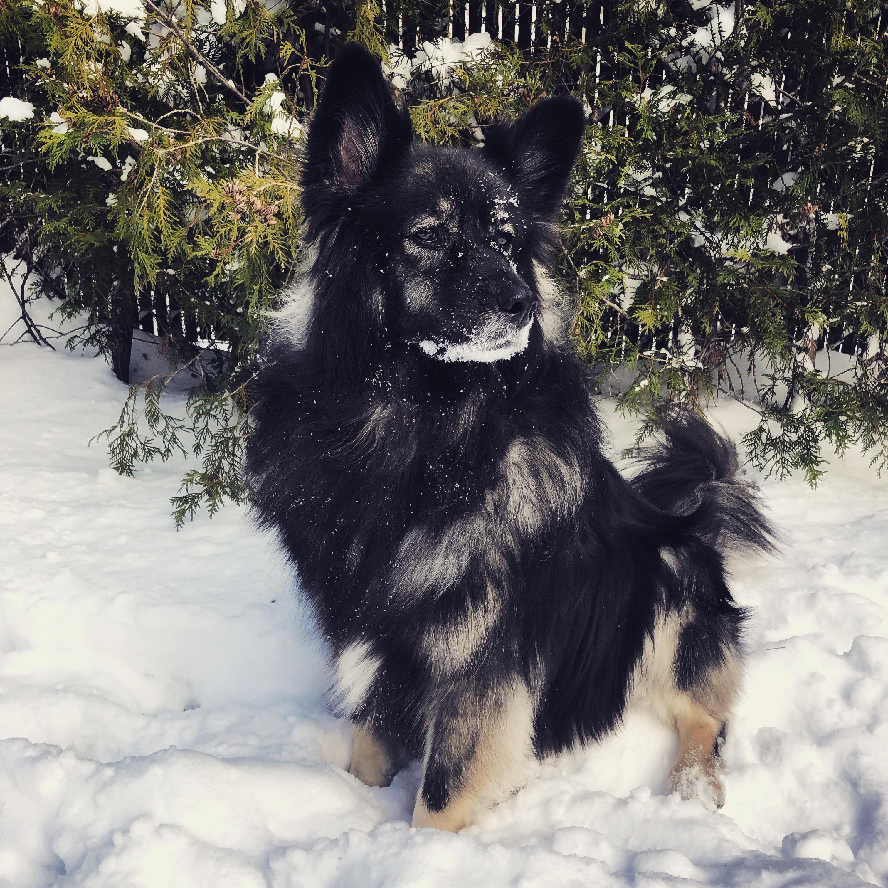 My beautiful Daisy, enjoying the snow. She is a Keeshond mixed with a