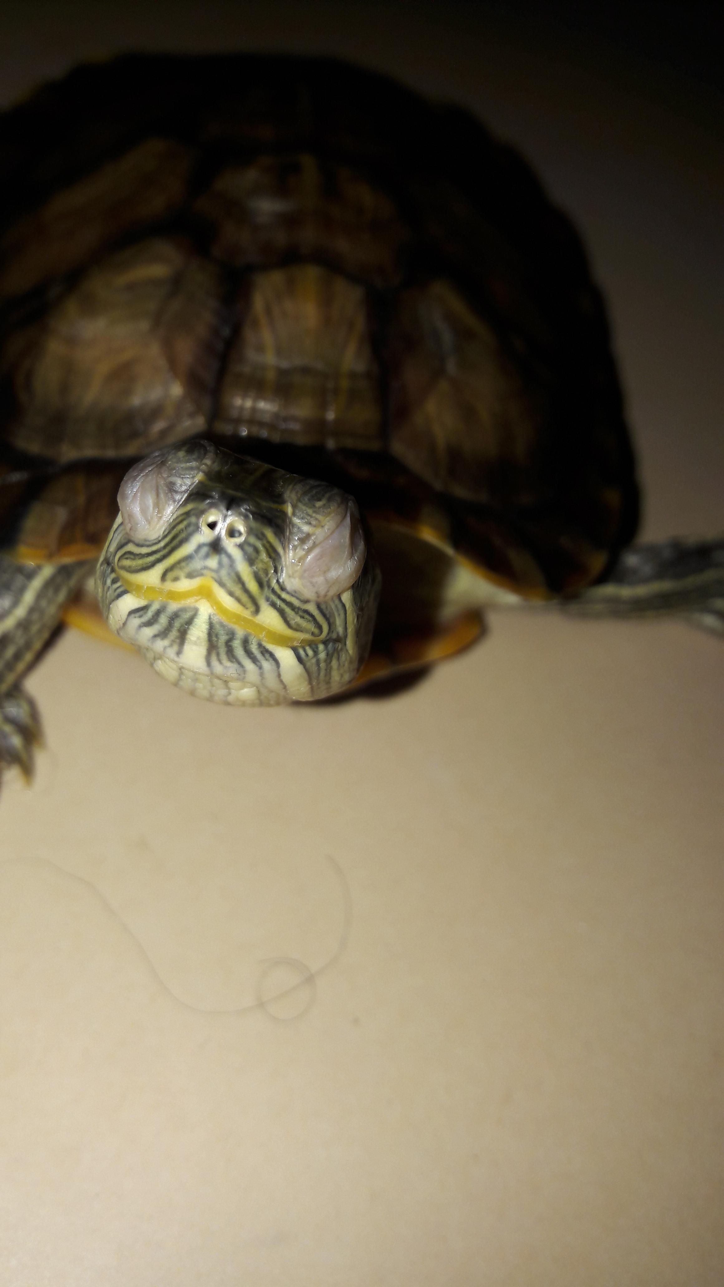 Something happened to my turtles eyes what can/ do i do r/turtles