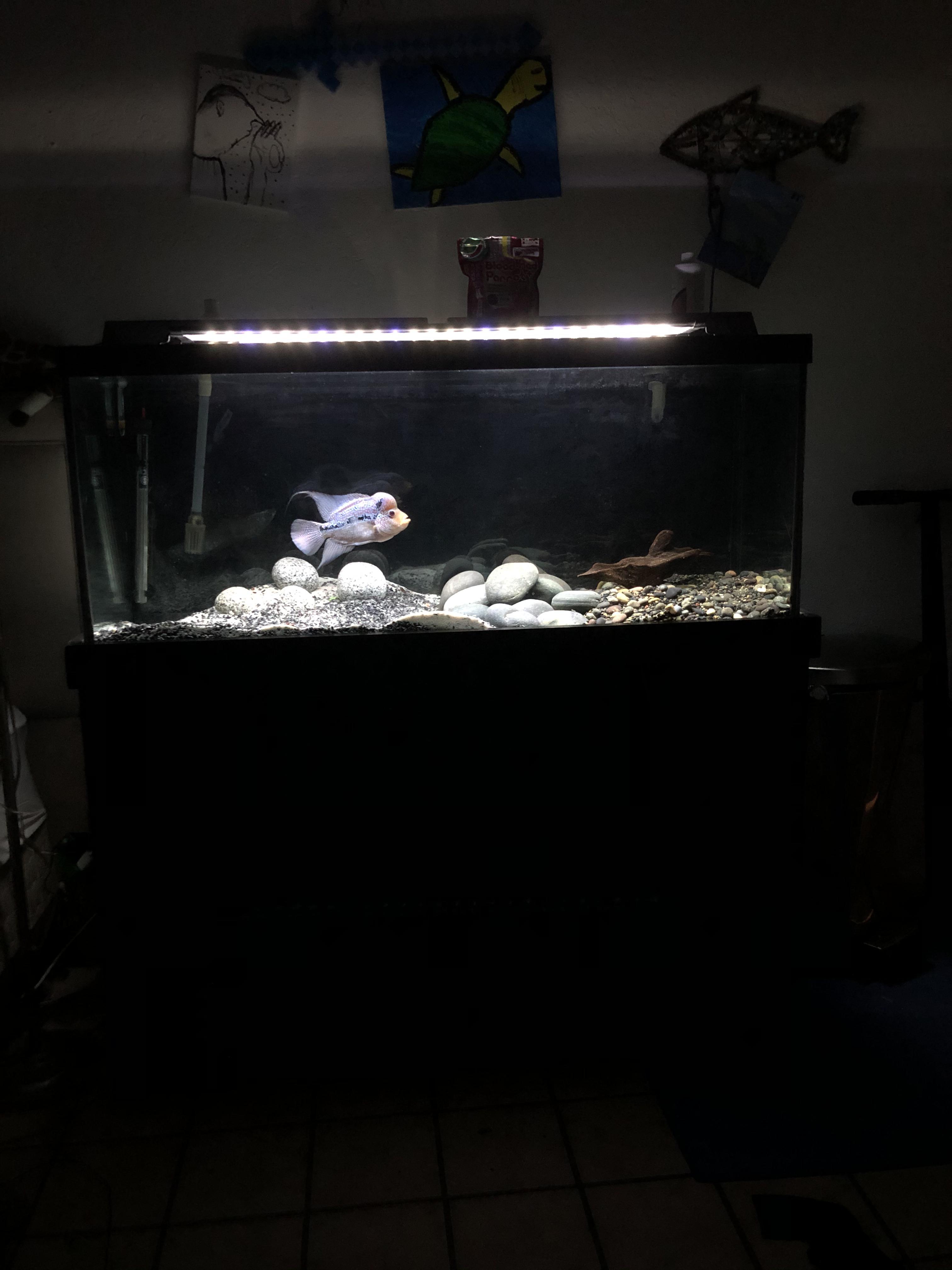 Toilet’s tank r/Aquariums