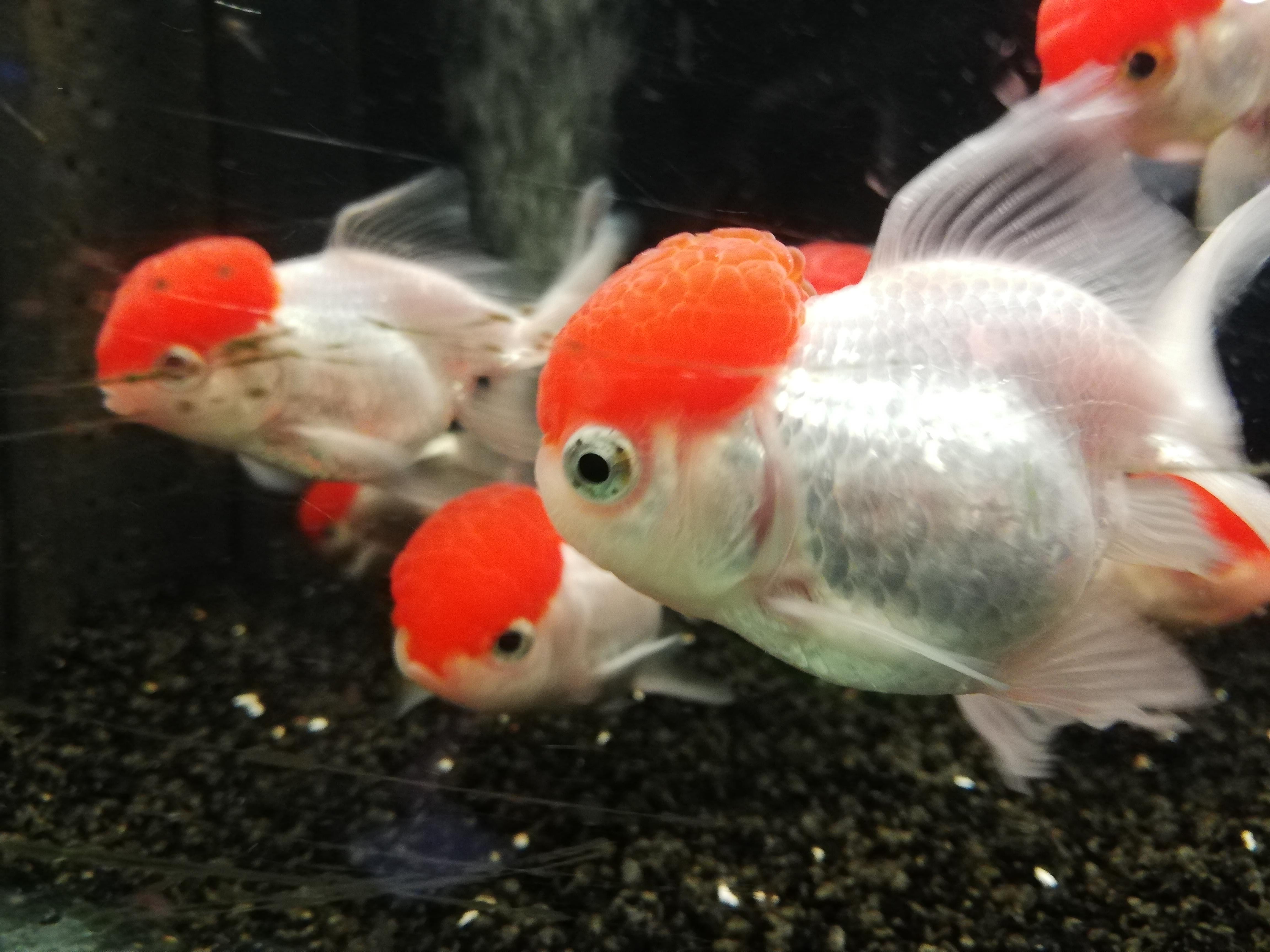 I found big brain fishes! r/Fish