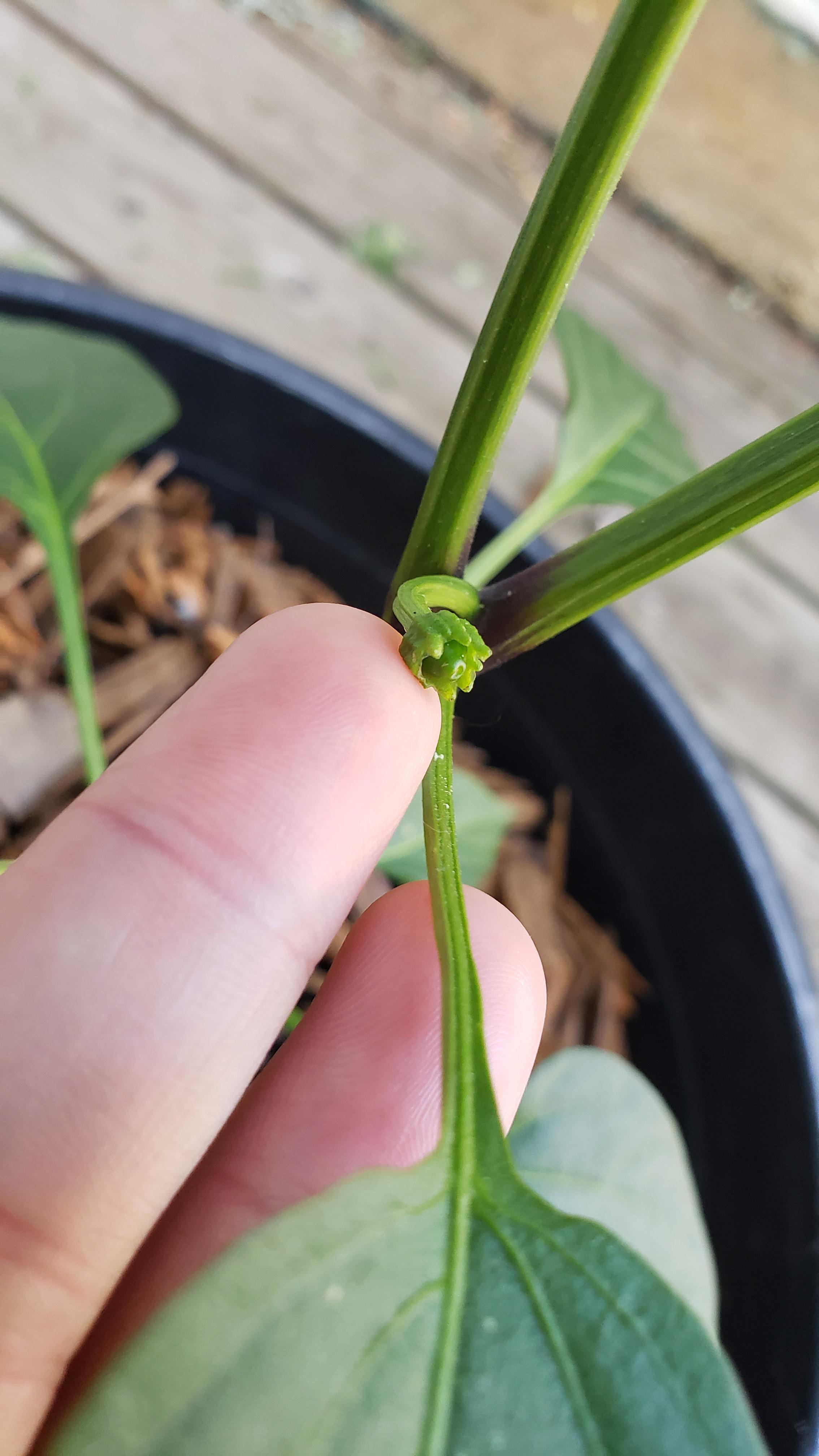 Did the flower on this jalapeno plant fall off too soon or is it