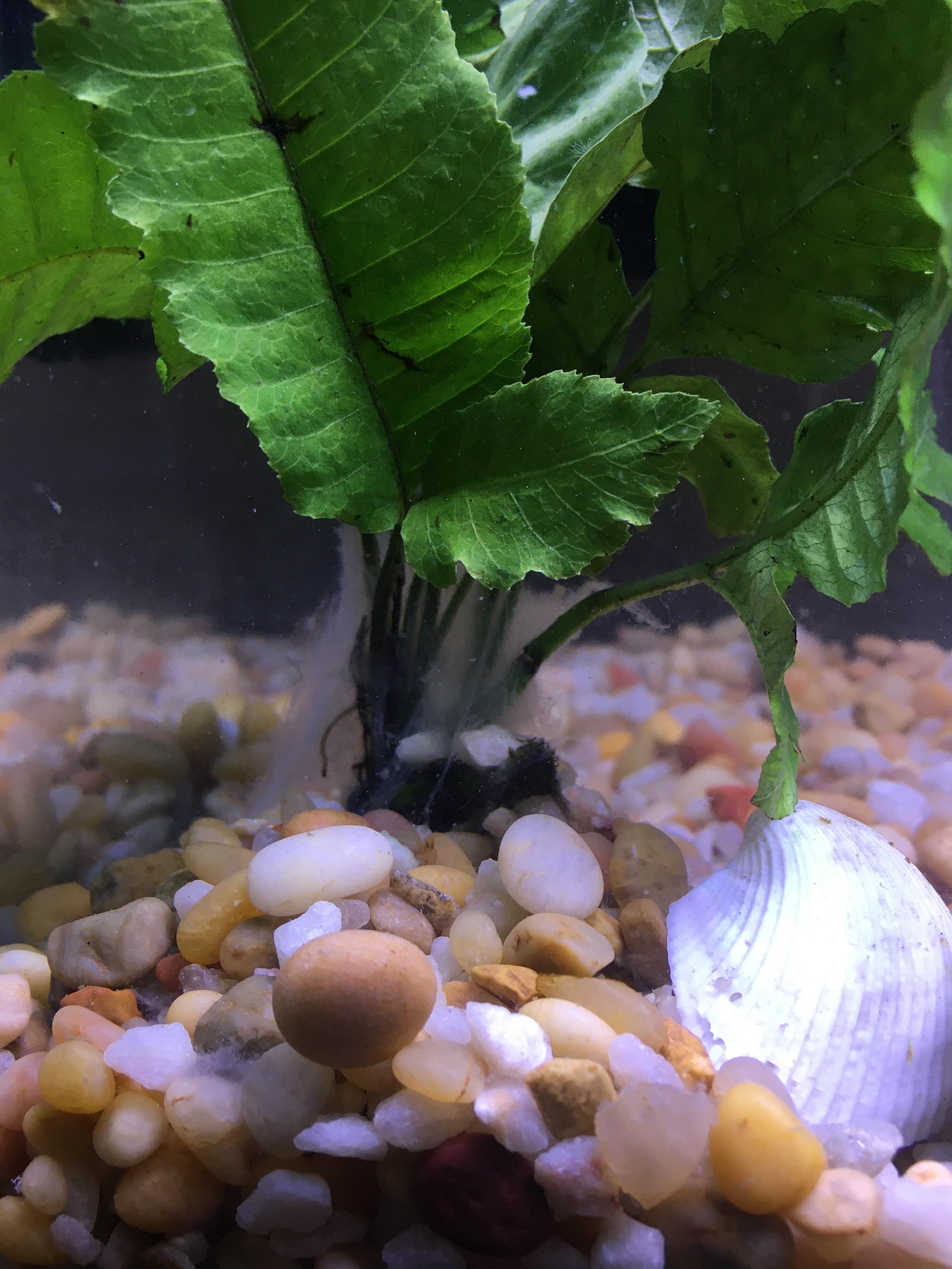 Help! Never had live plants before, is this ich? Trying to treat my