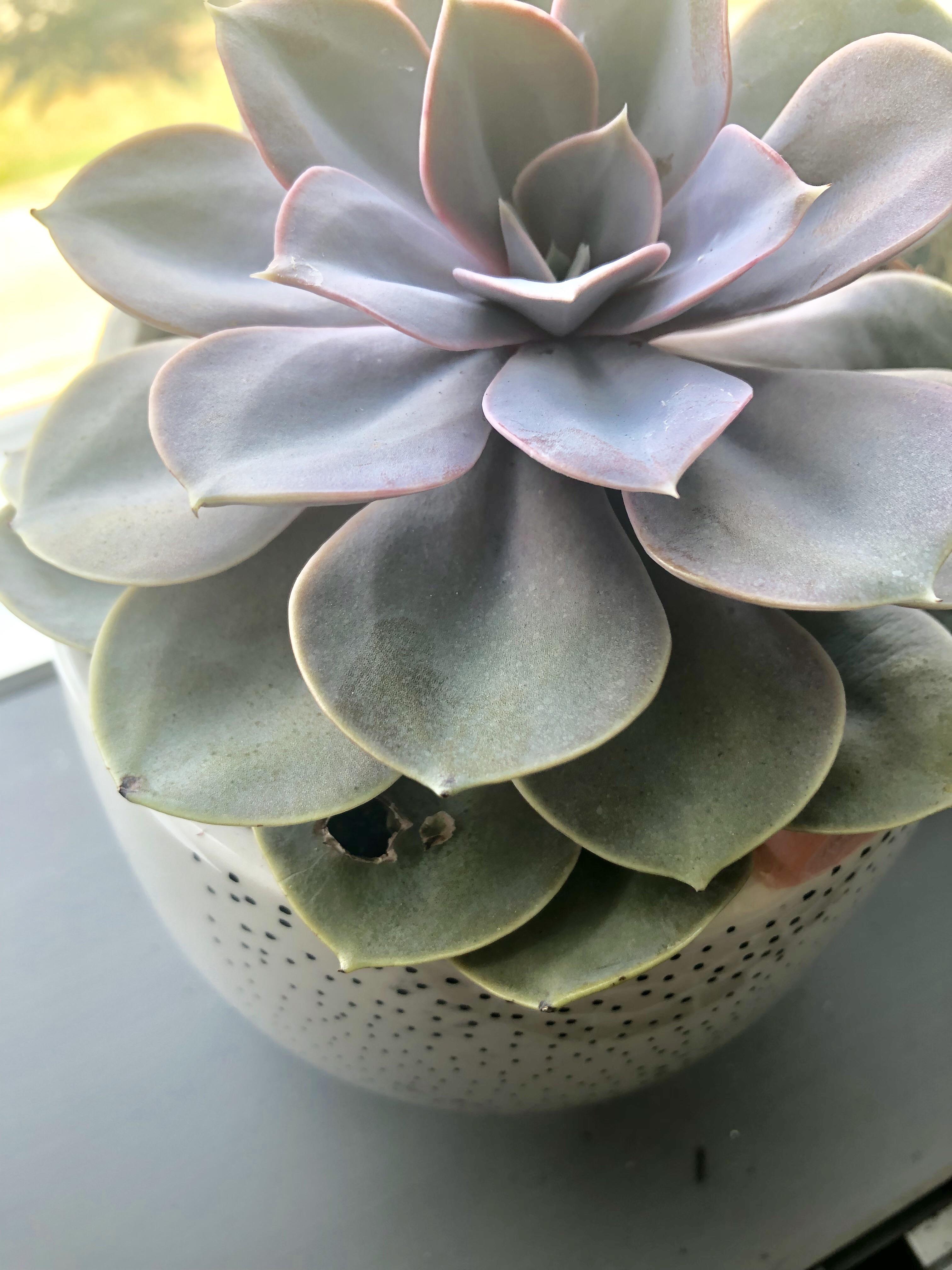 First time to take care of an echeveria and now I see a