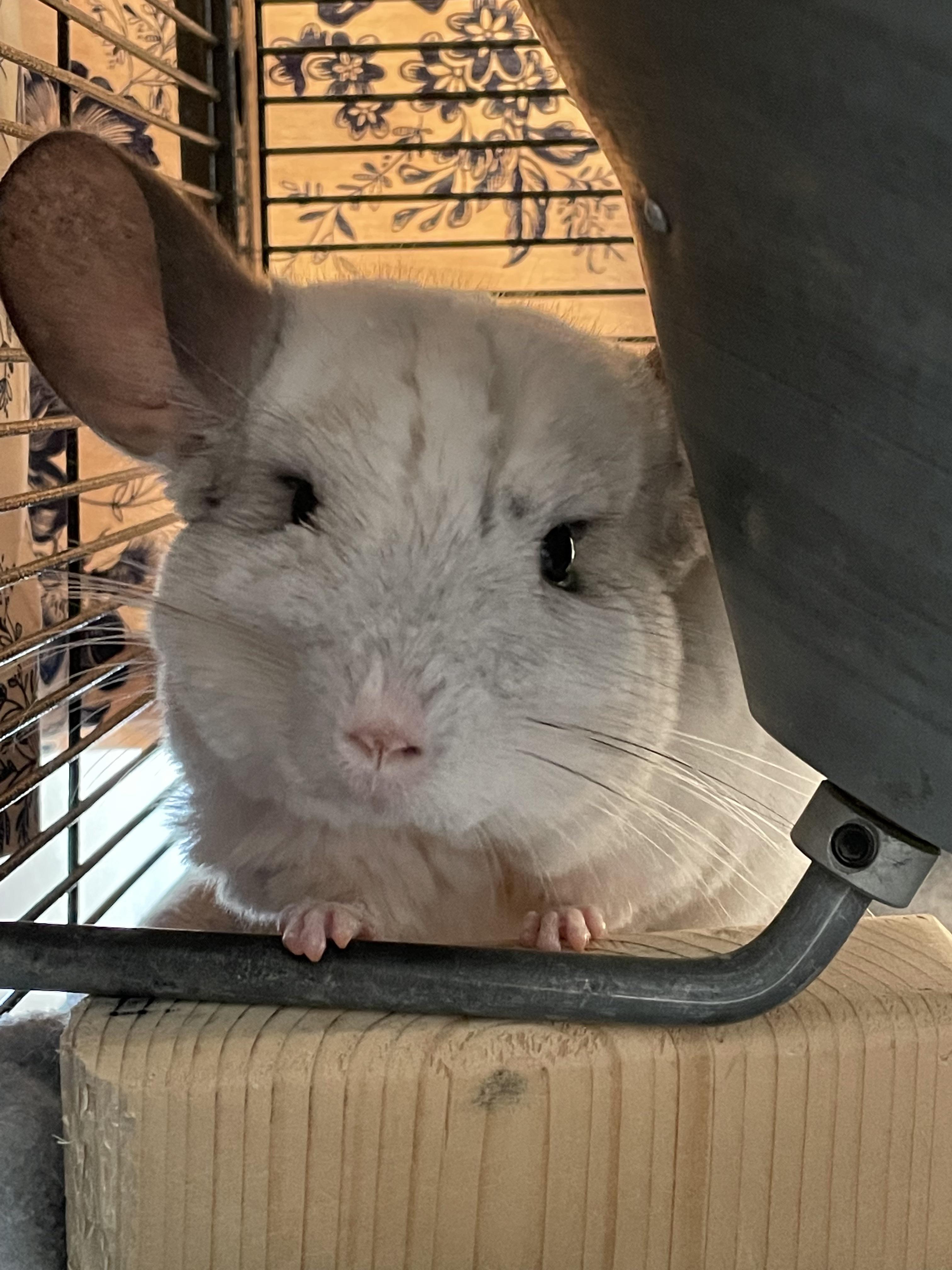 Can Chinchillas Eat Raisins? Discover The Surprising Truth! Vet Advises