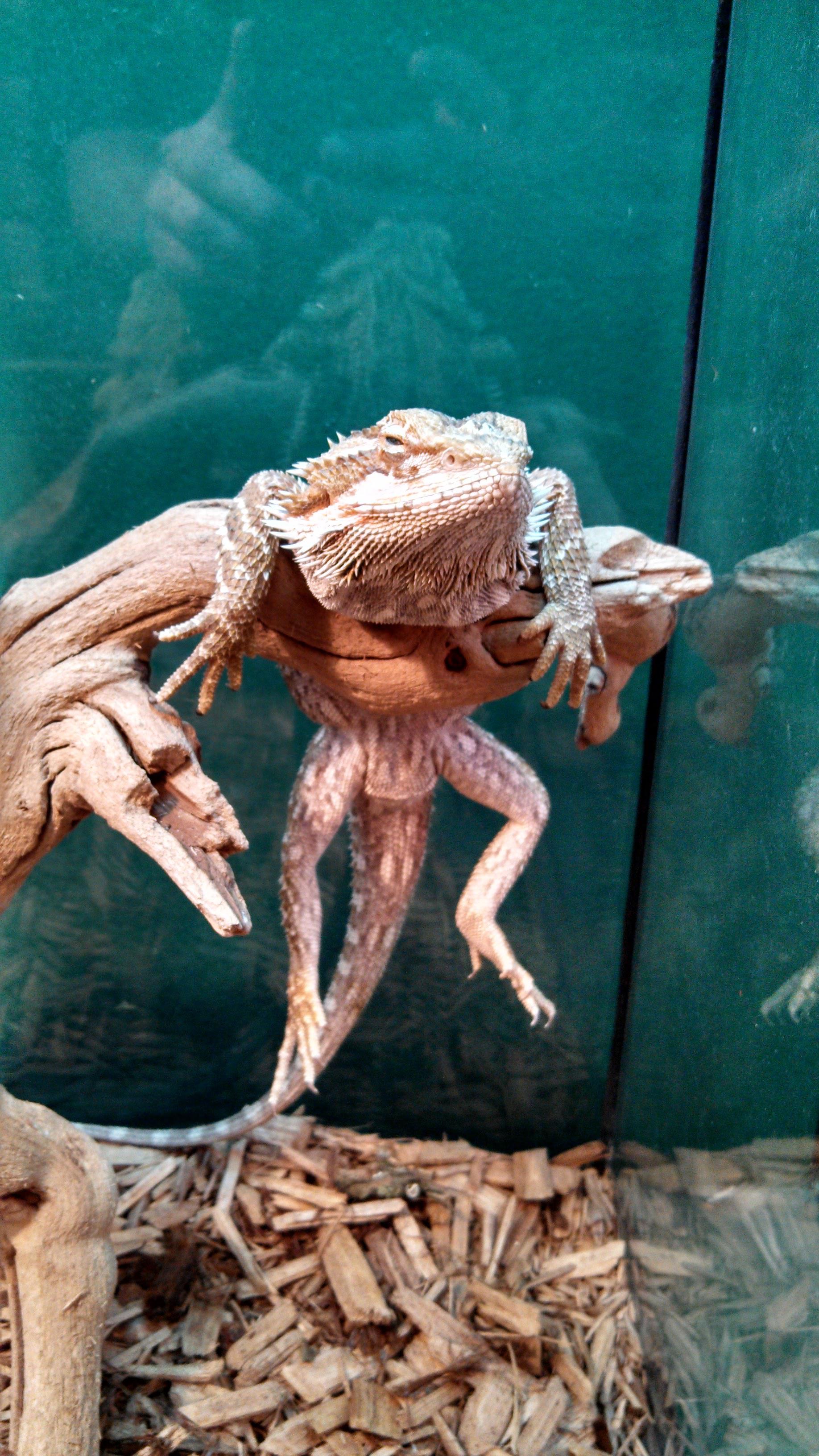 I used to work at a reptile store and taking pictures of them was a