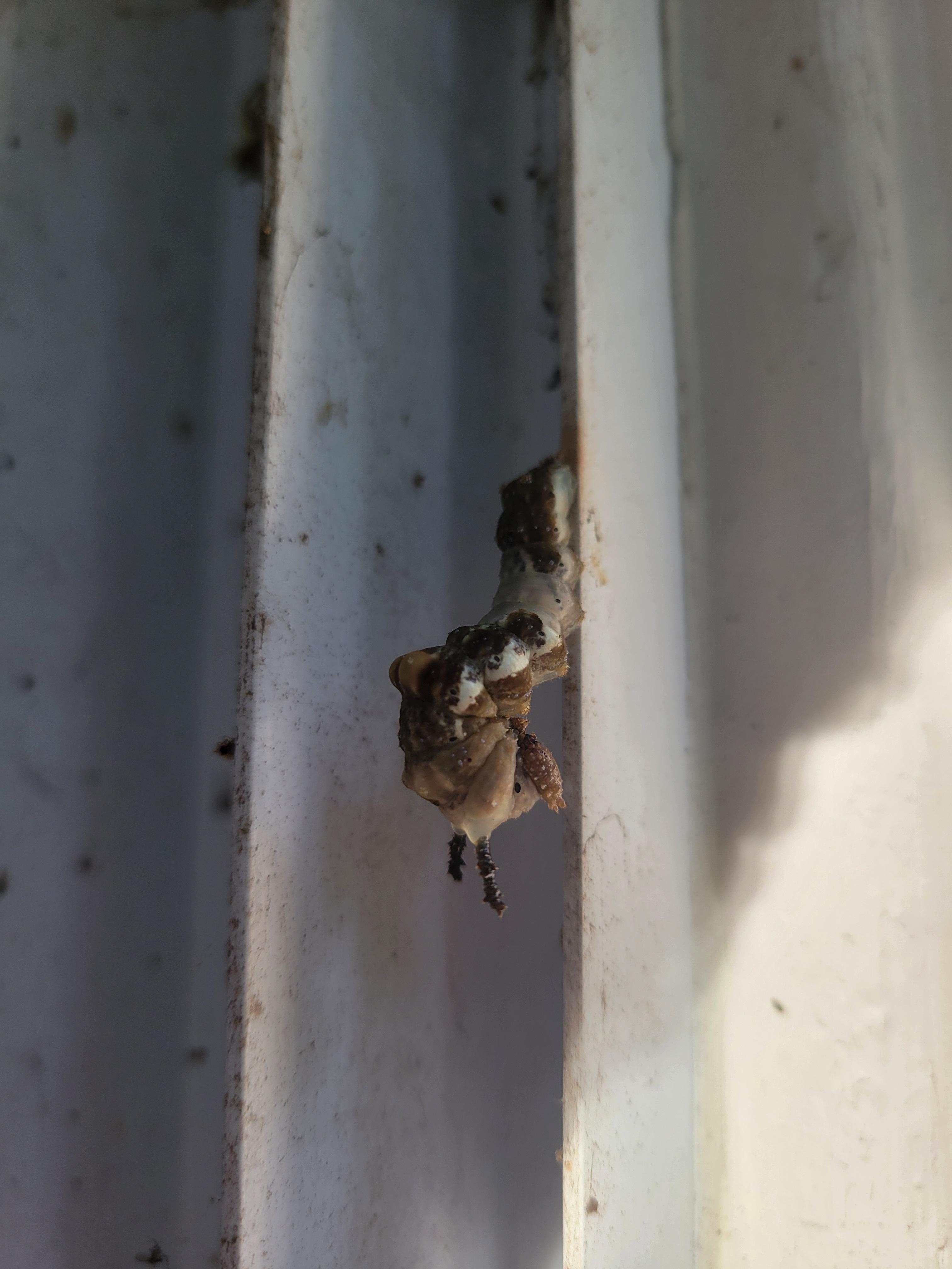 Weird looking caterpillar. It's immovable, and hasn't moved for a few