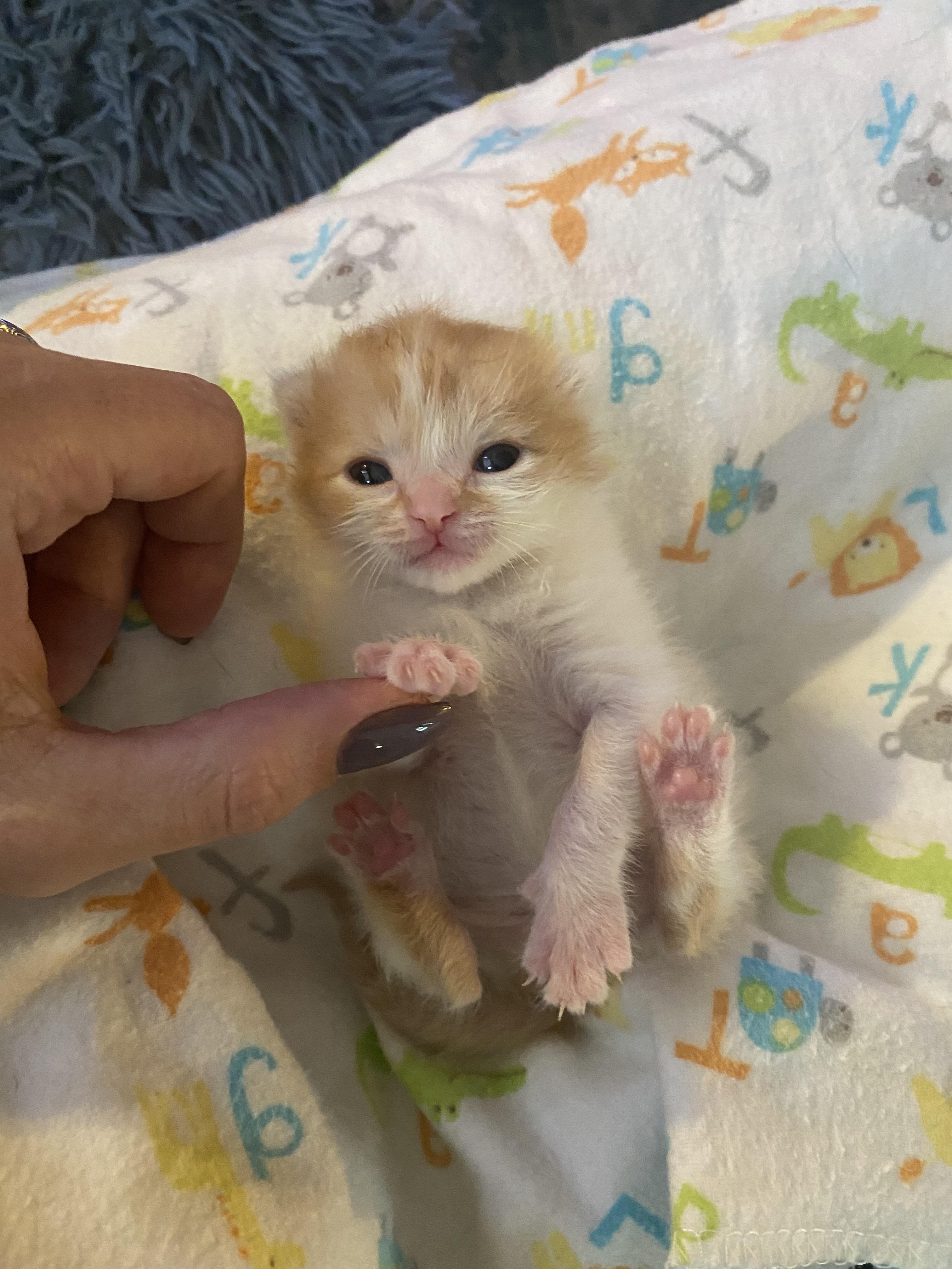 Itty bitty kitty is getting bigger every day r/tinyorangekittens