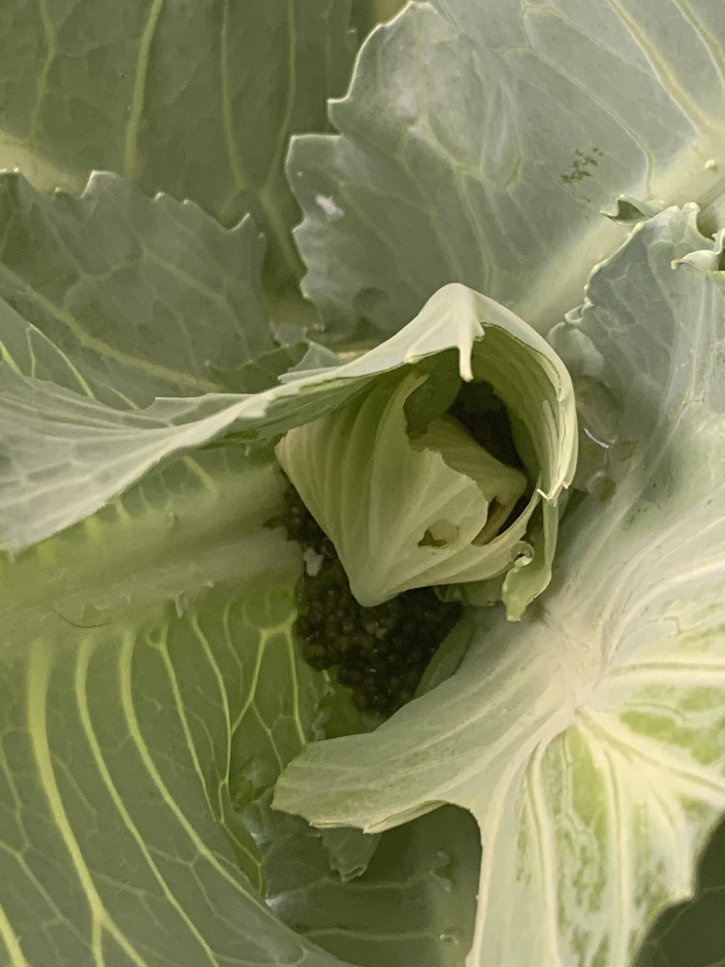 Help! What's eating my urban garden? r/gardening