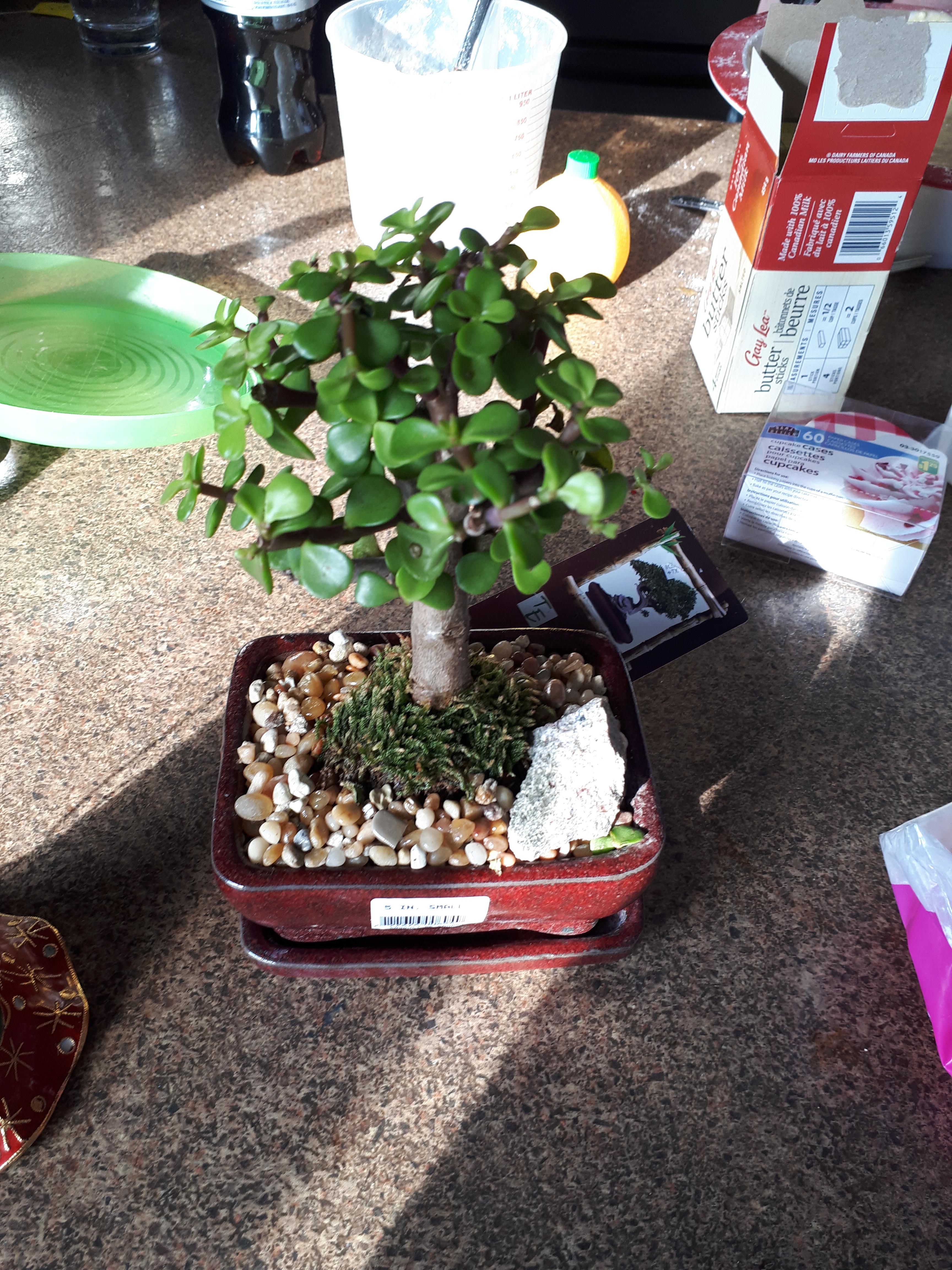 Got this bonsai tree as a gift. How do I take care of it? Live in ont