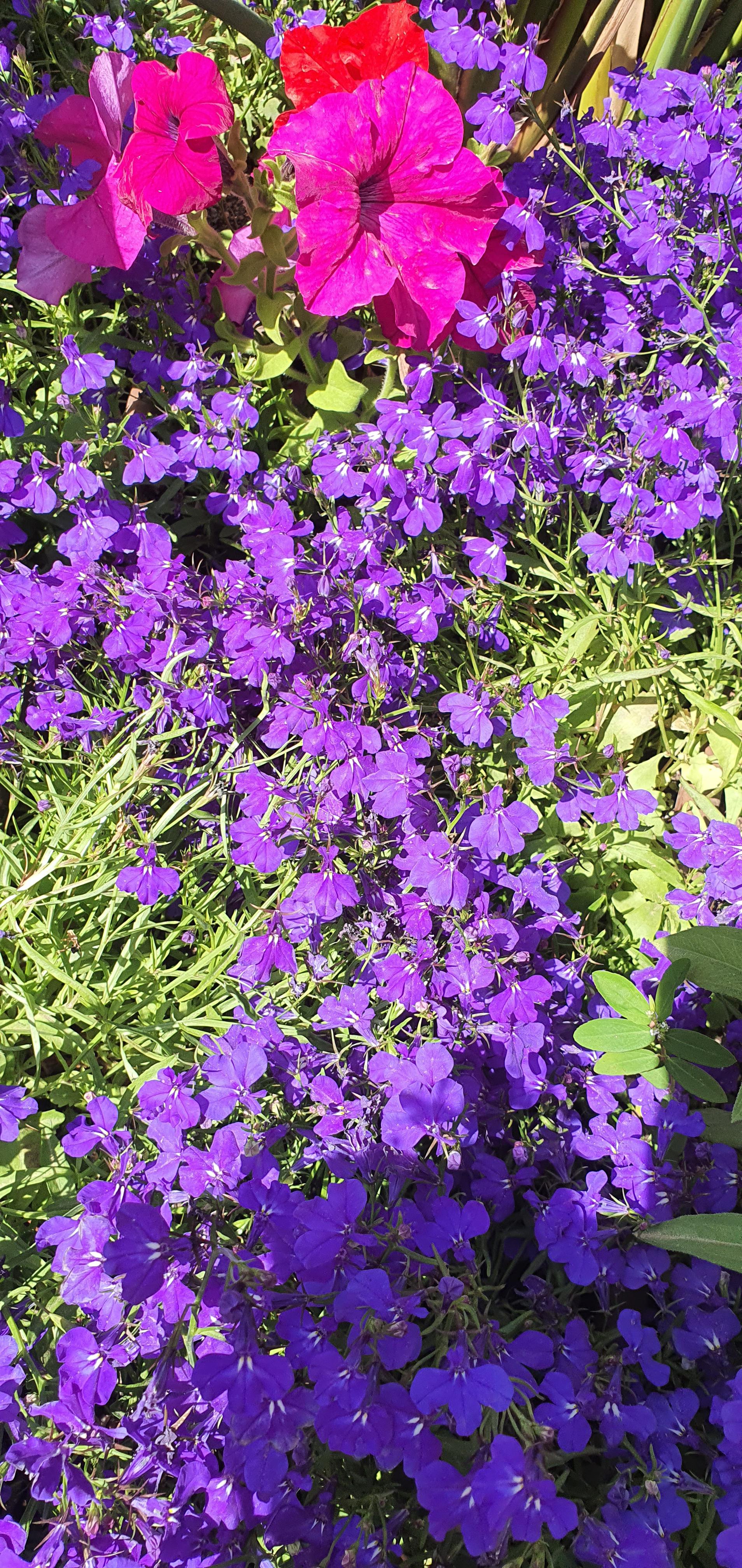 What are those flowers? r/gardening