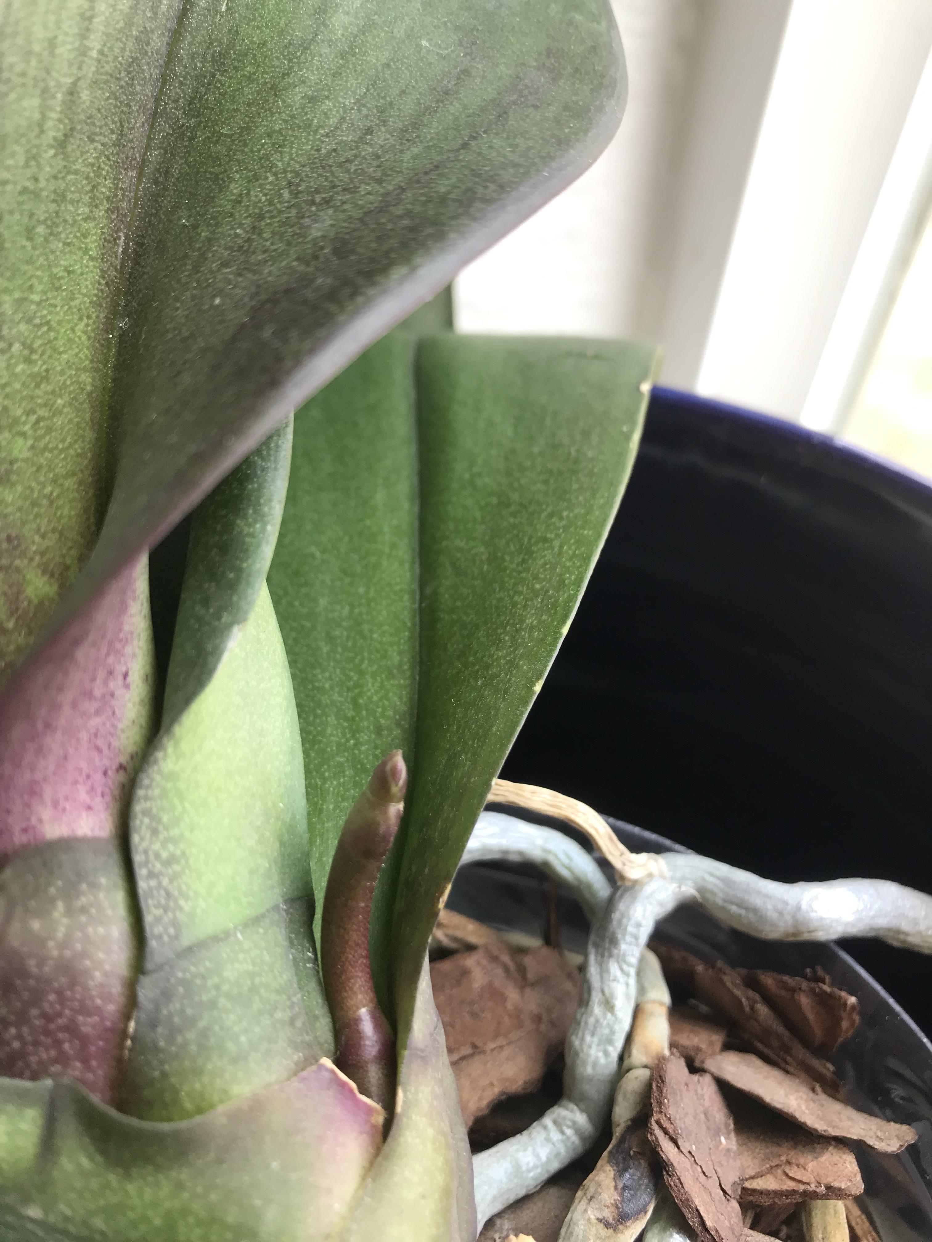 I am LOSING MY MIND WITH EXCITEMENT! First ever time I’ve gotten an