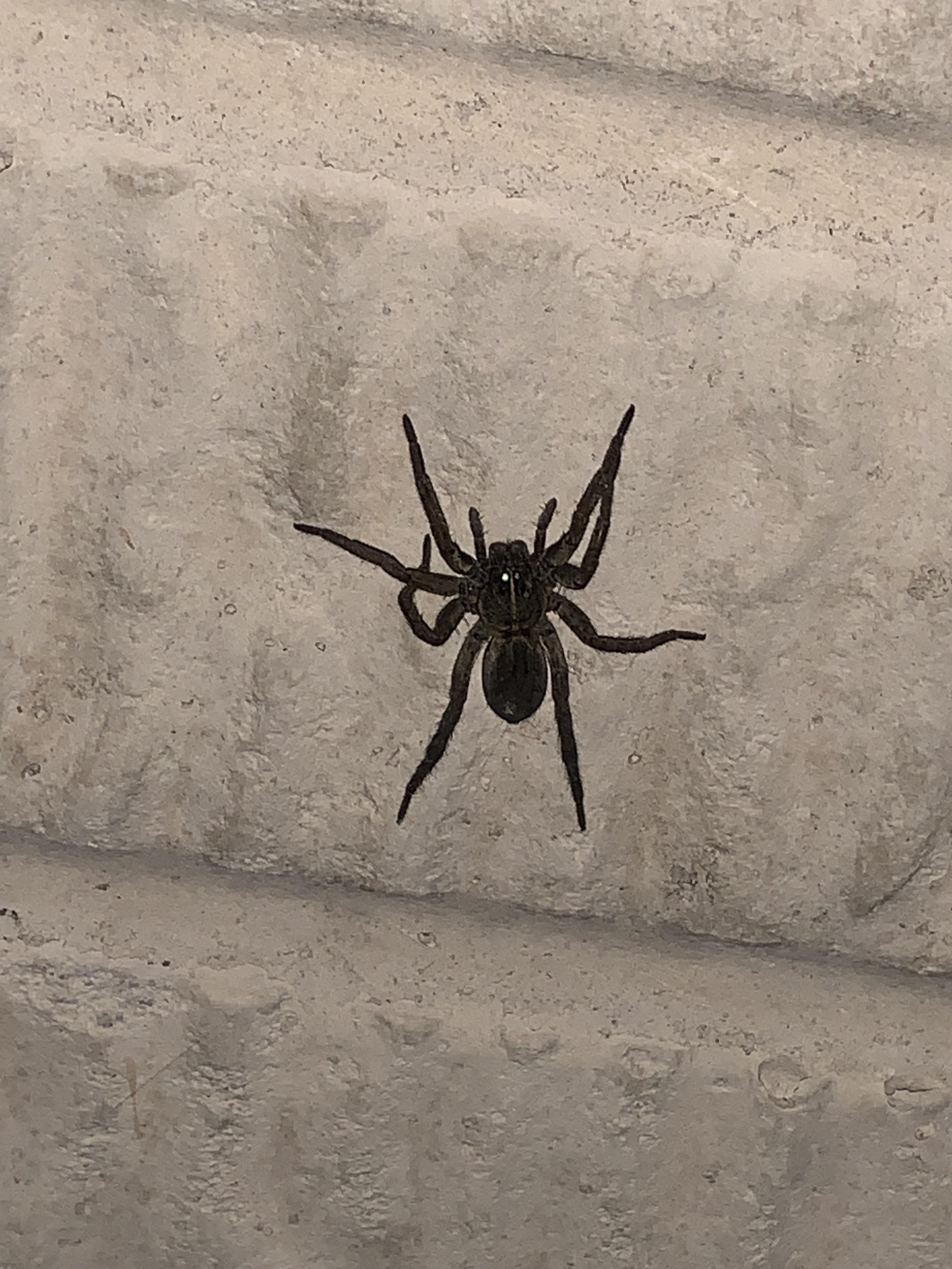 Help identifying this spider? Always find them at work in newly built