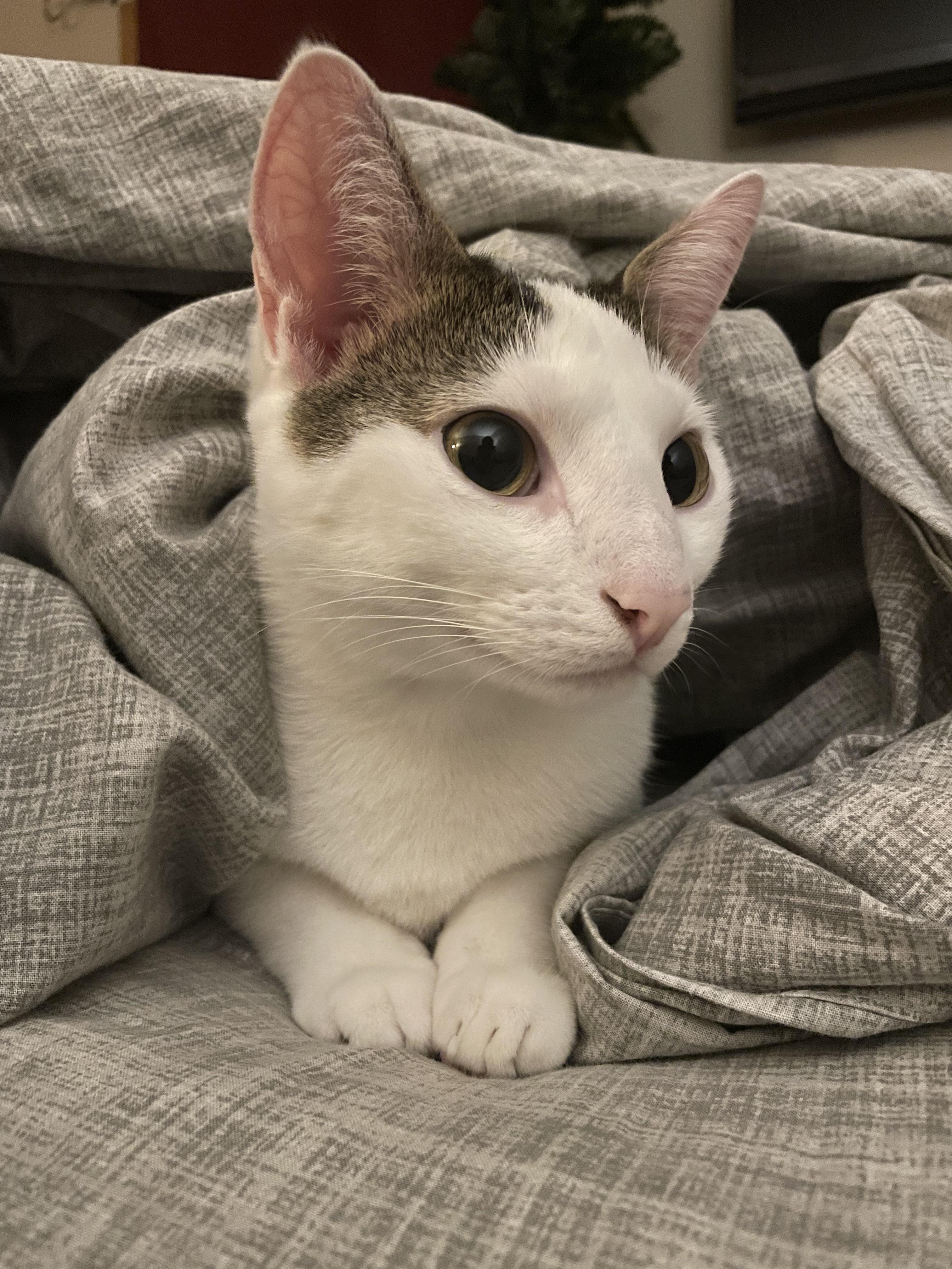 Vanilla likes to crawl under the covers r/cats