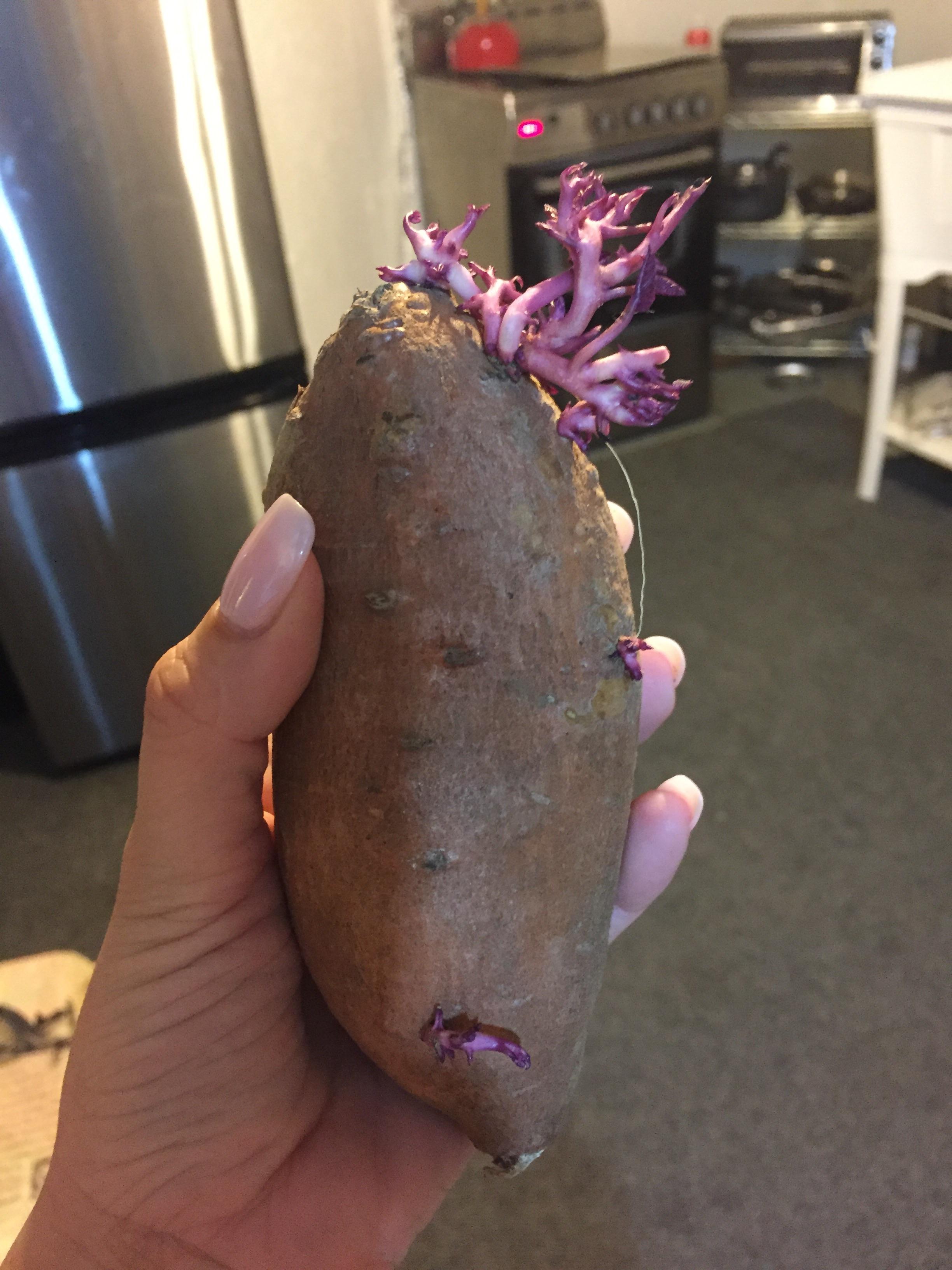 This sweet potato that has sprouted after sitting in my basement