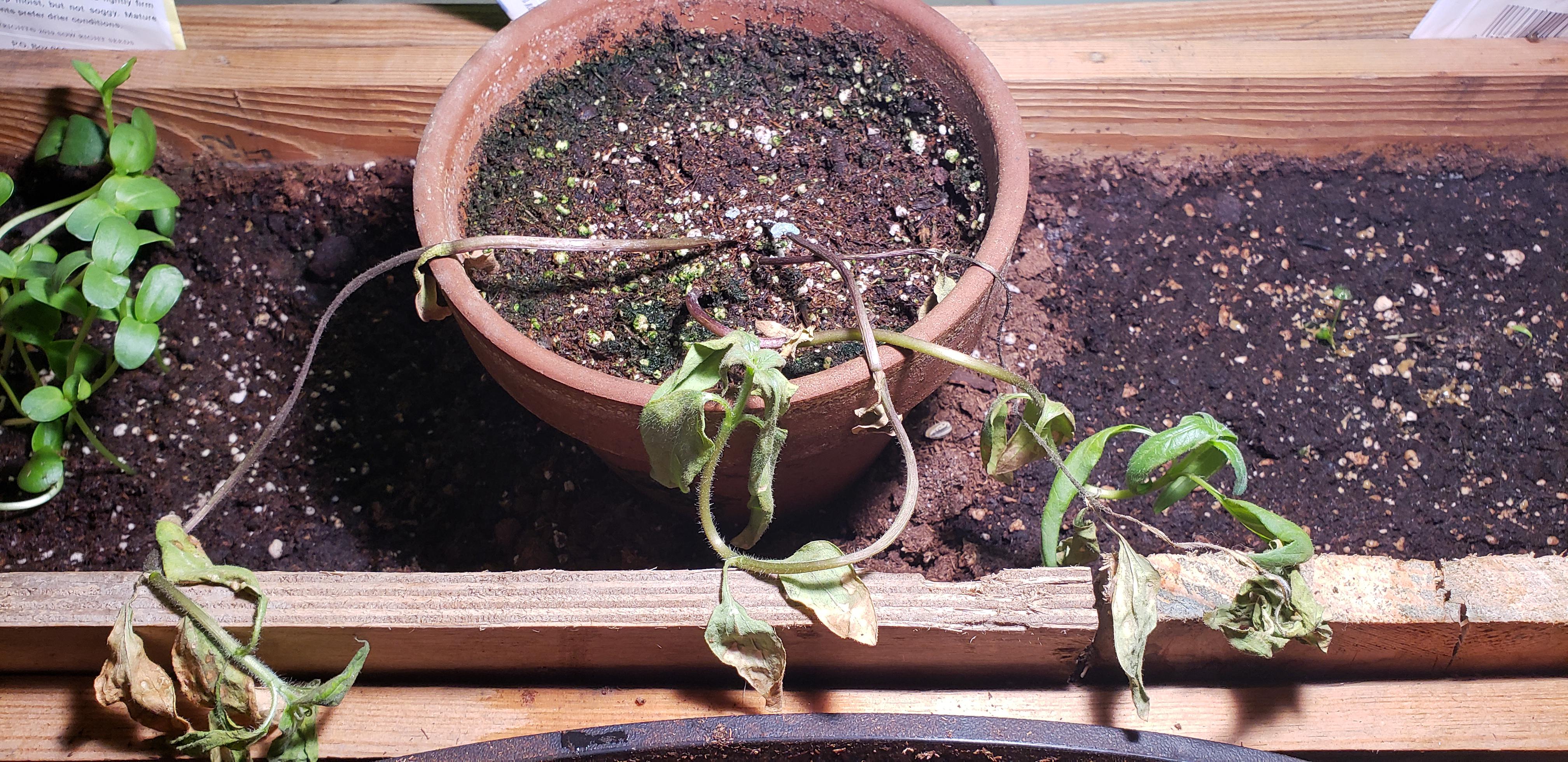 My sunflowers are dying and I don't know why. I'm thinking either over