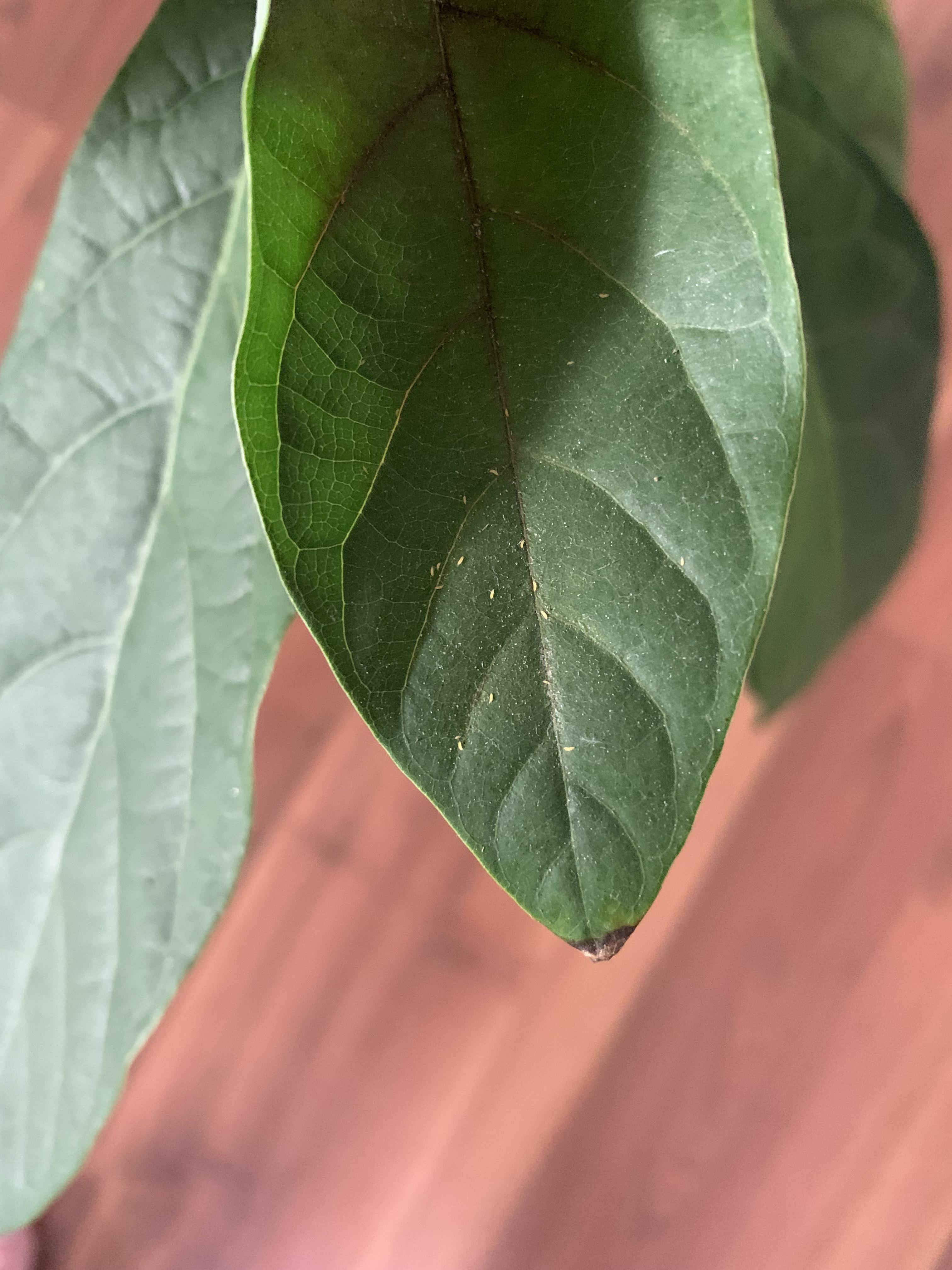 Help! What are these little yellow bugs on my avocado tree? Just
