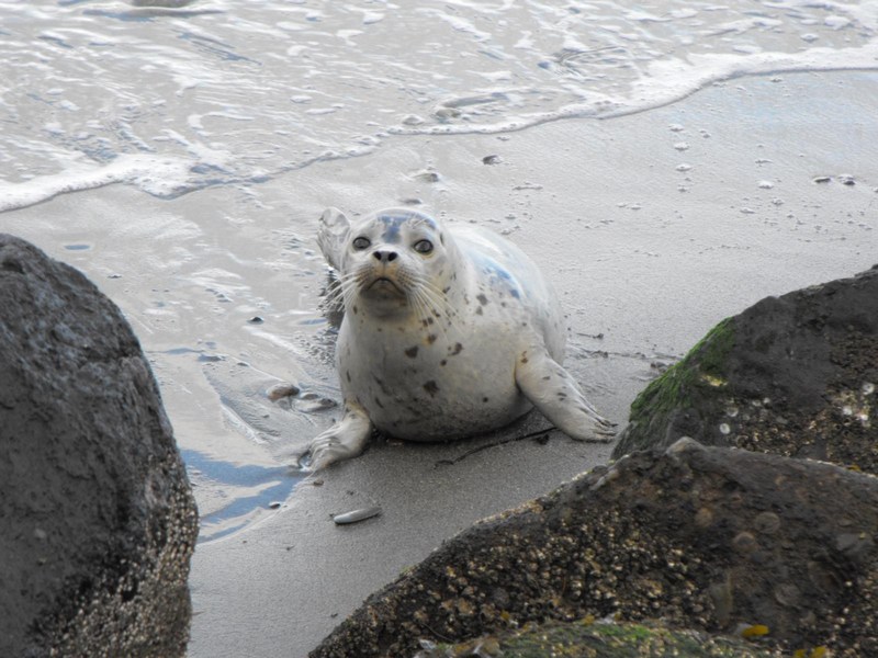 Another view of the Harbor Seal pup I posted the other day. Discovery